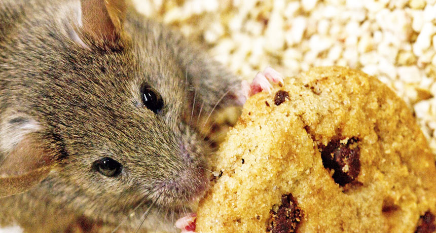 mice eat snacks around home or business