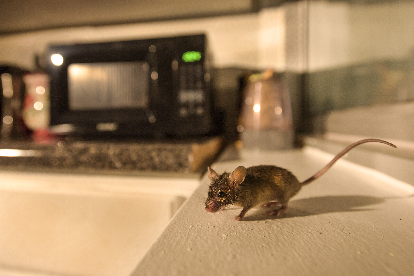 what do mice eat in your home or business gga pest management