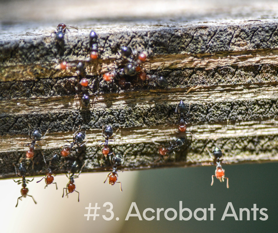 gga pest management acrobat ants
