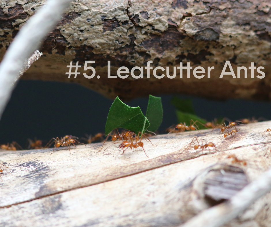 leafcutter ants texas gga pest management