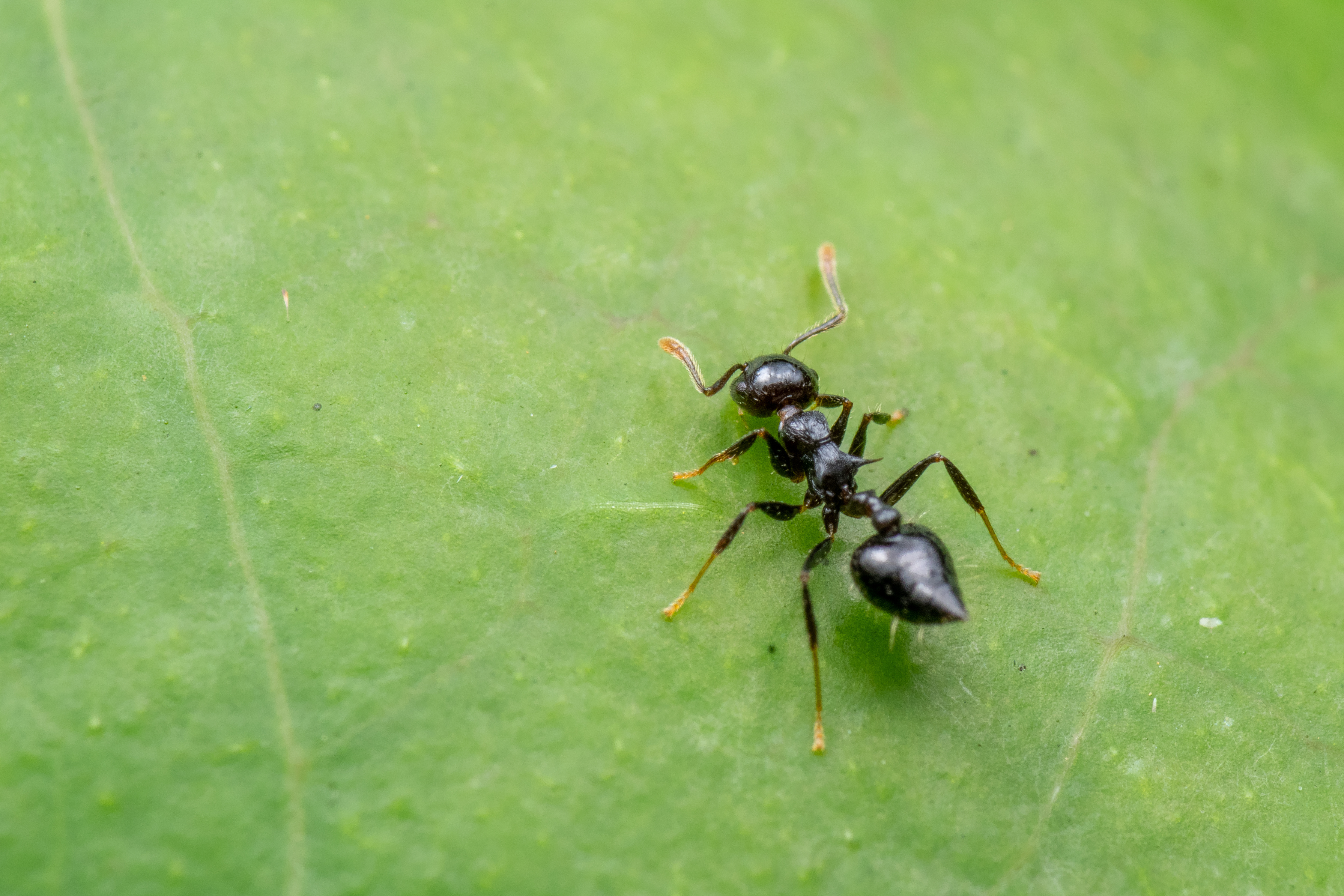 An acrobat ant on a leaf - for acrobat ant control in Hillsboro, TX, contact GGA Pest Management today. 