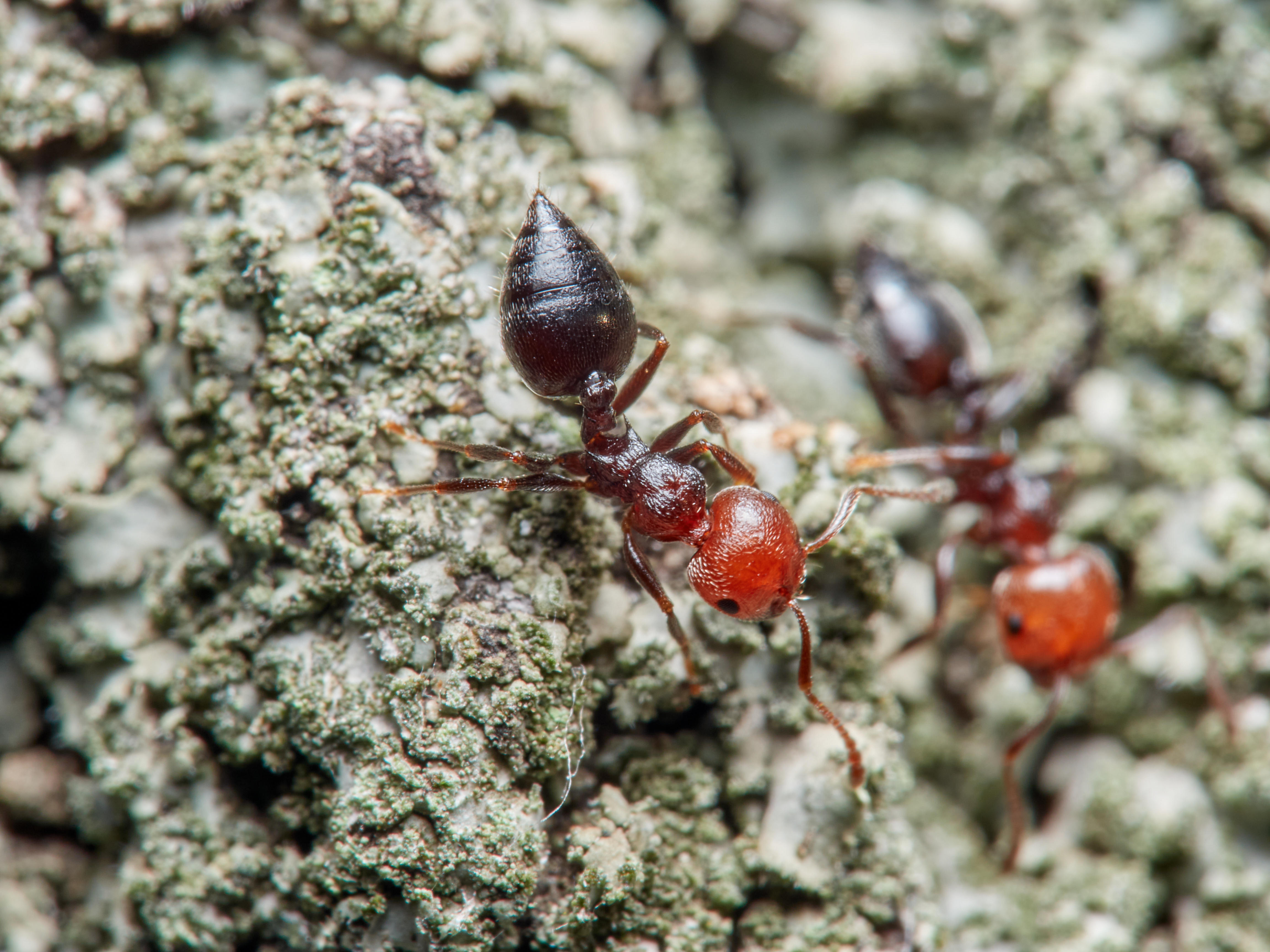 A closeup image of acrobat ants - acrobat ant control in Waco, TX.