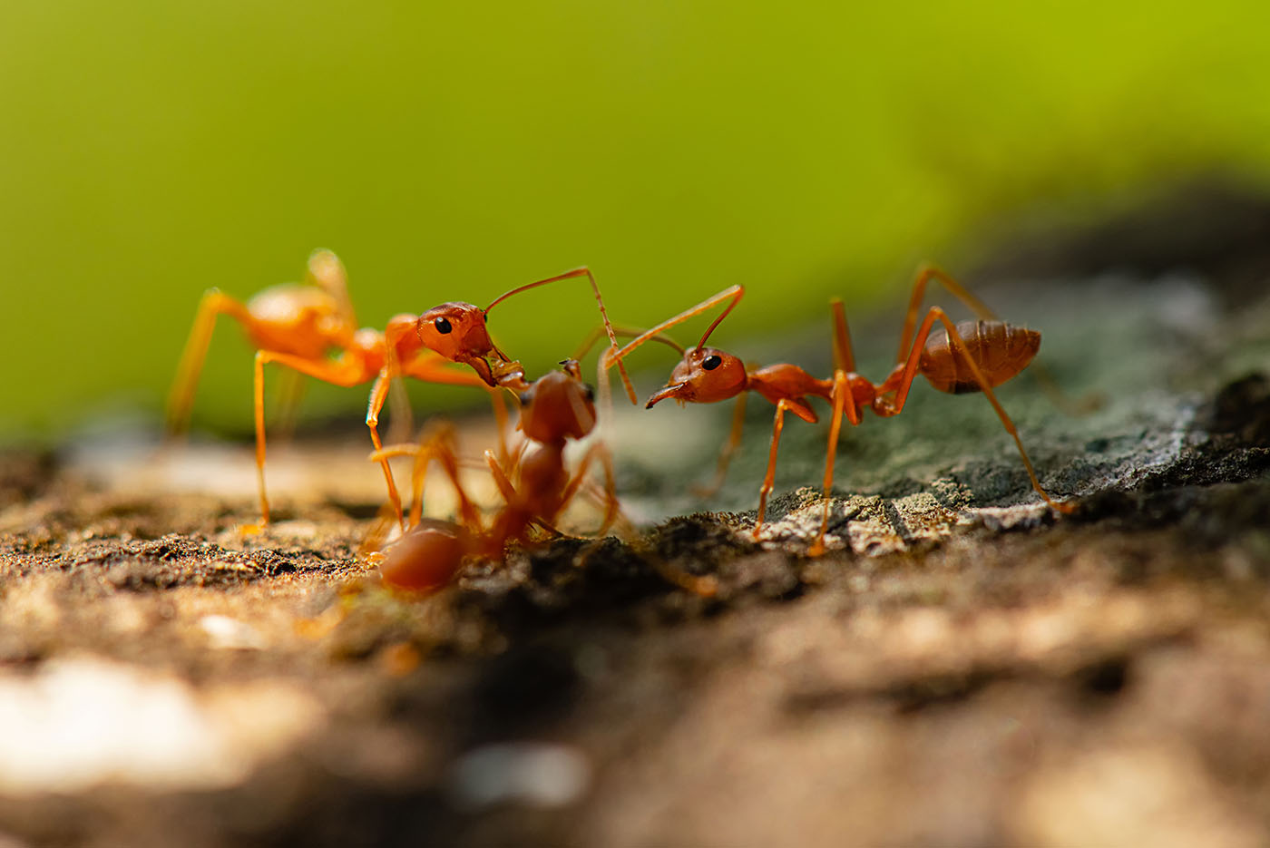 A group of ants on a log - experience the best ant control in Waco, TX with GGA Pest Management.
