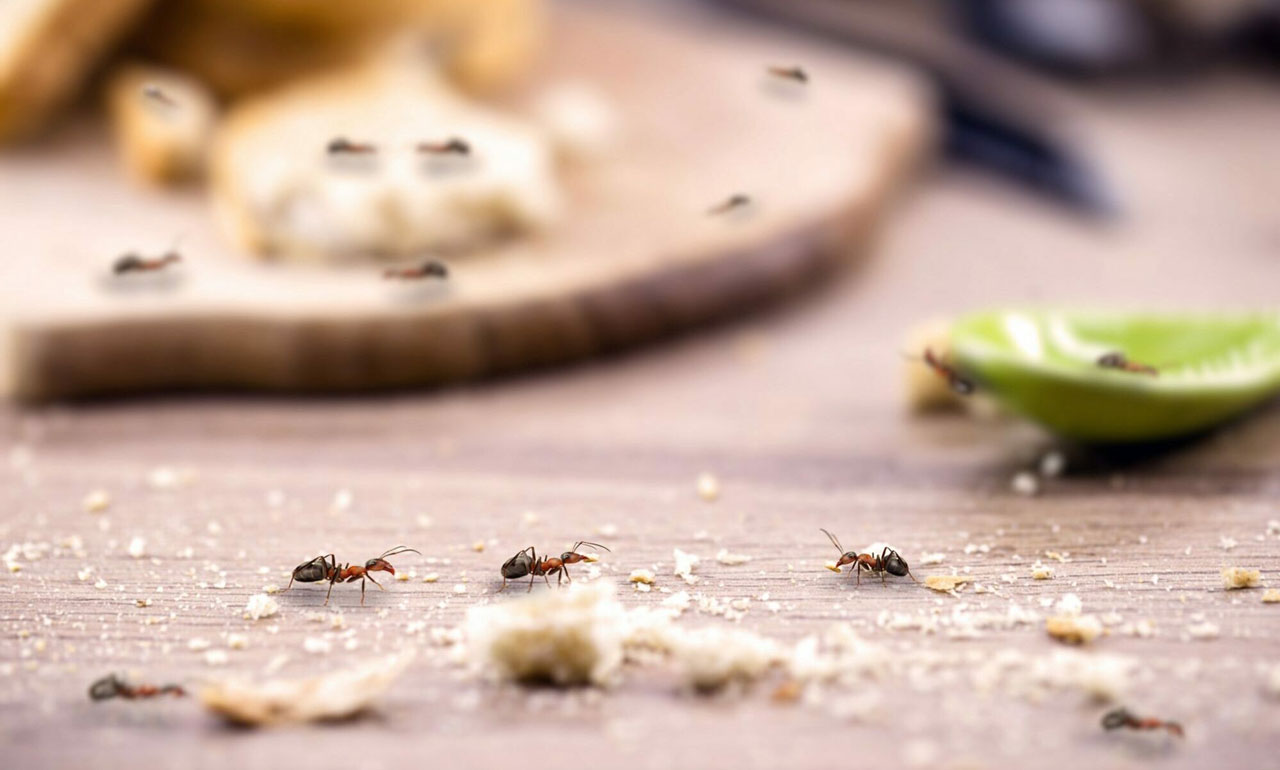 Image of ants on a table - GGA Pest Management provides ant exterminator services in Hillsboro, TX.