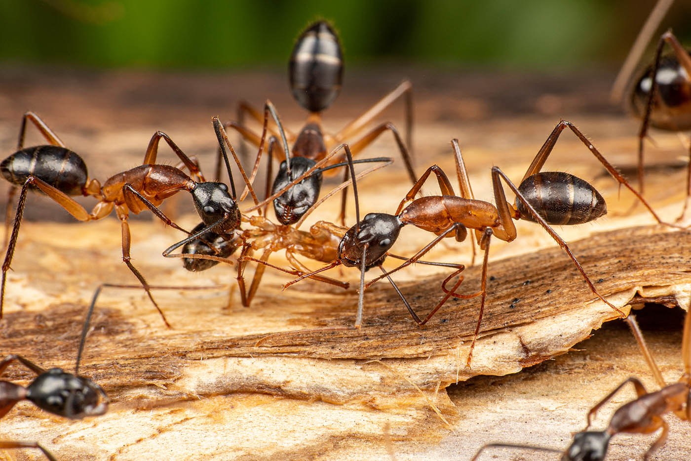 A closeup image of carpenter ants - learn about our carpenter ant control.