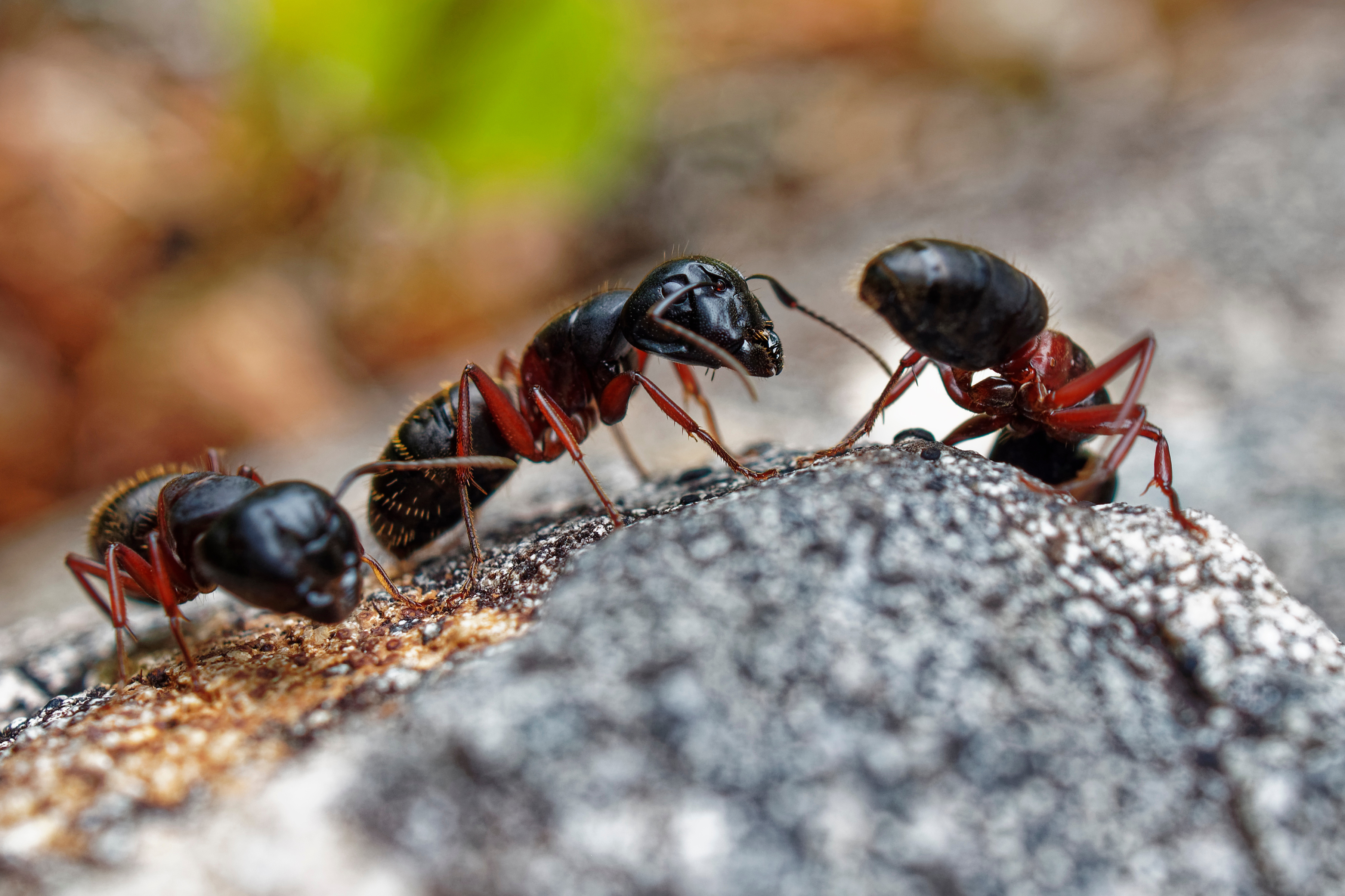 A close up image of carpenter ant species.