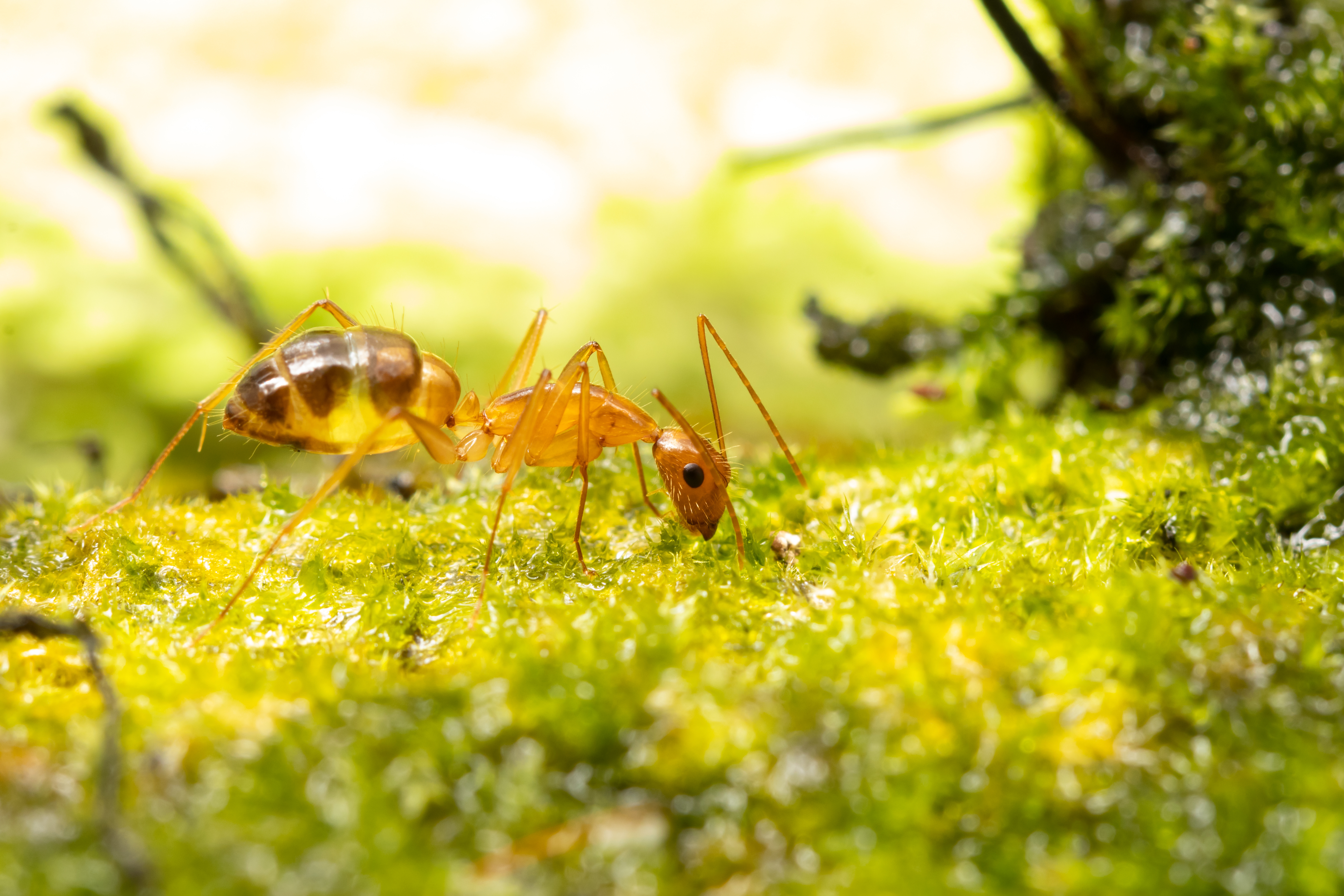 A closeup image of a crazy ant - GGA Pest Management offers extermination services for crazy ants.