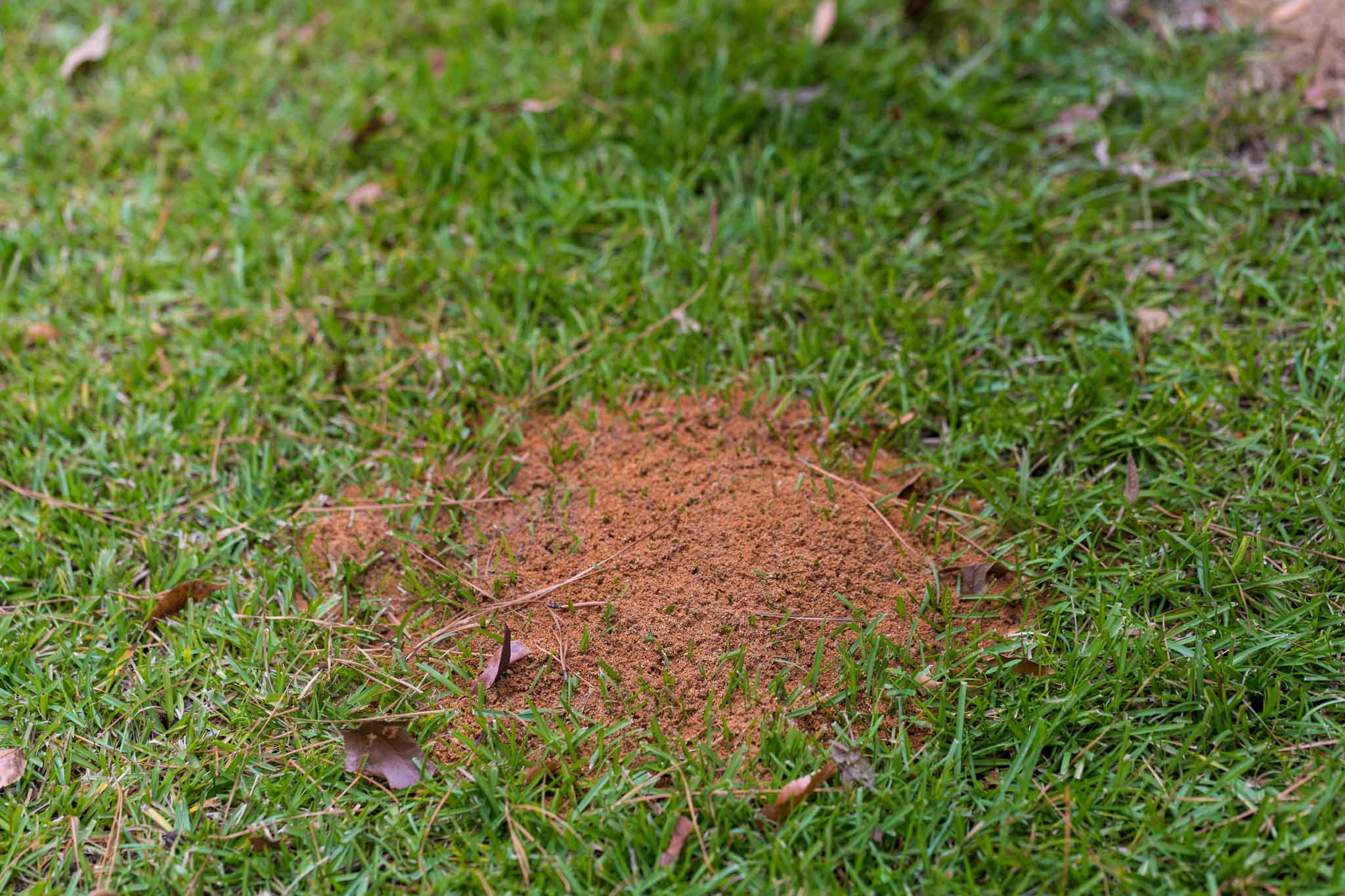 An image of a fire ant mound in the grass.