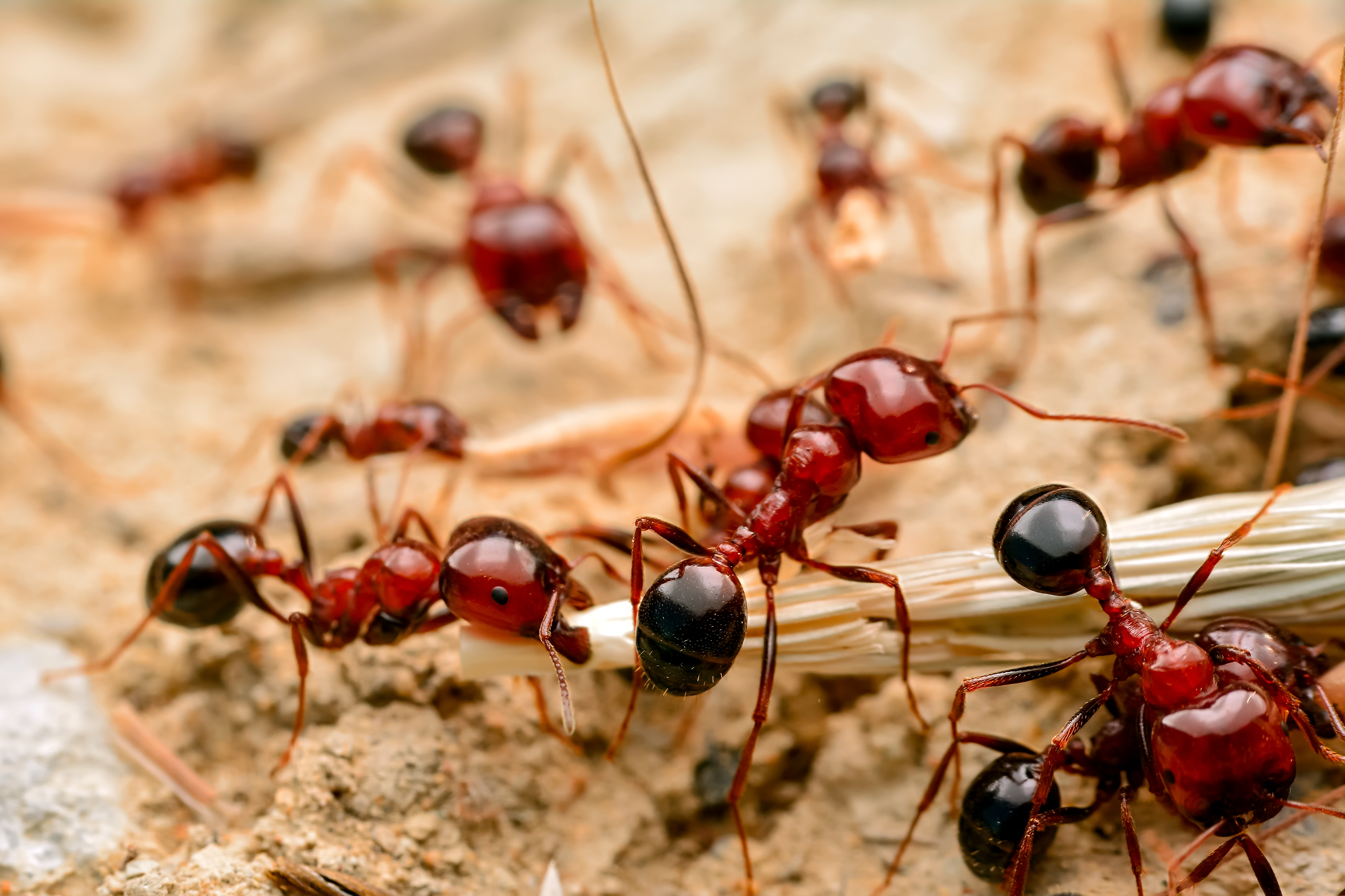 A closeup image on fire ants and their strong pinchers - learn how GGA Pest Management can help with our fire ant control.