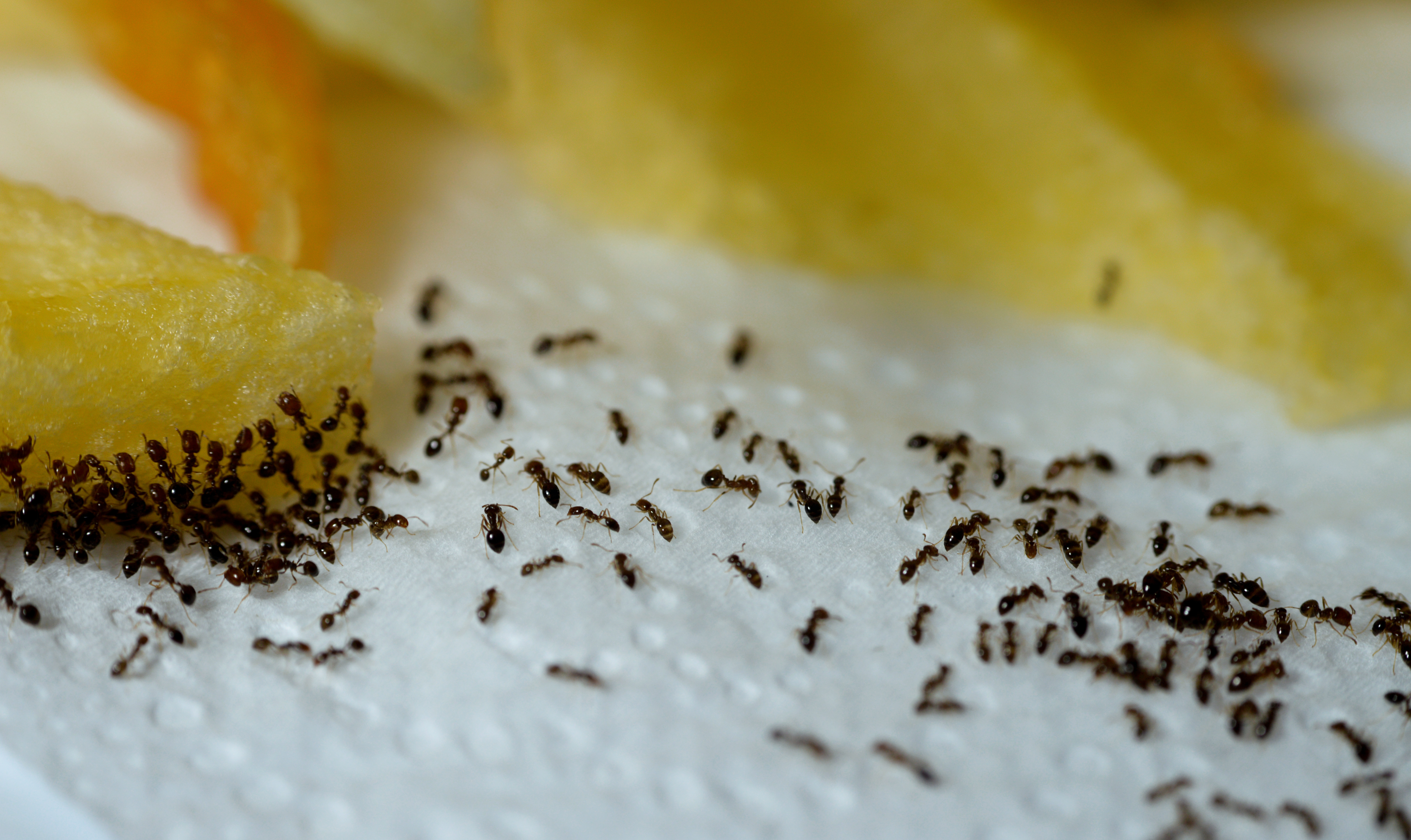An image of little black ants swarming food - learn how GGA Pest Management can help you control little black ant infestations in Temple, TX.