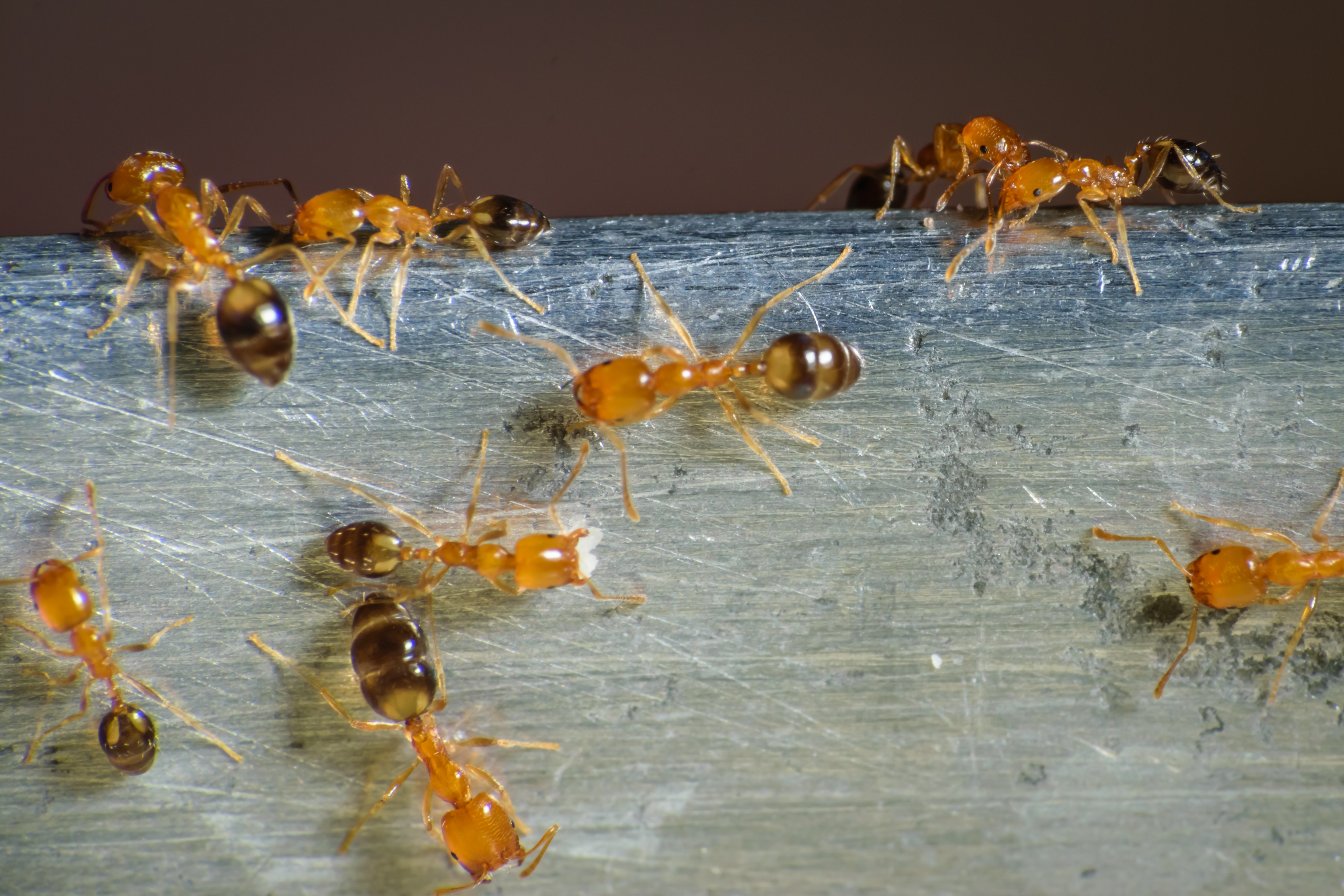 A closeup image of a group of pharaoh ants - learn about our pharaoh ant extermination services.