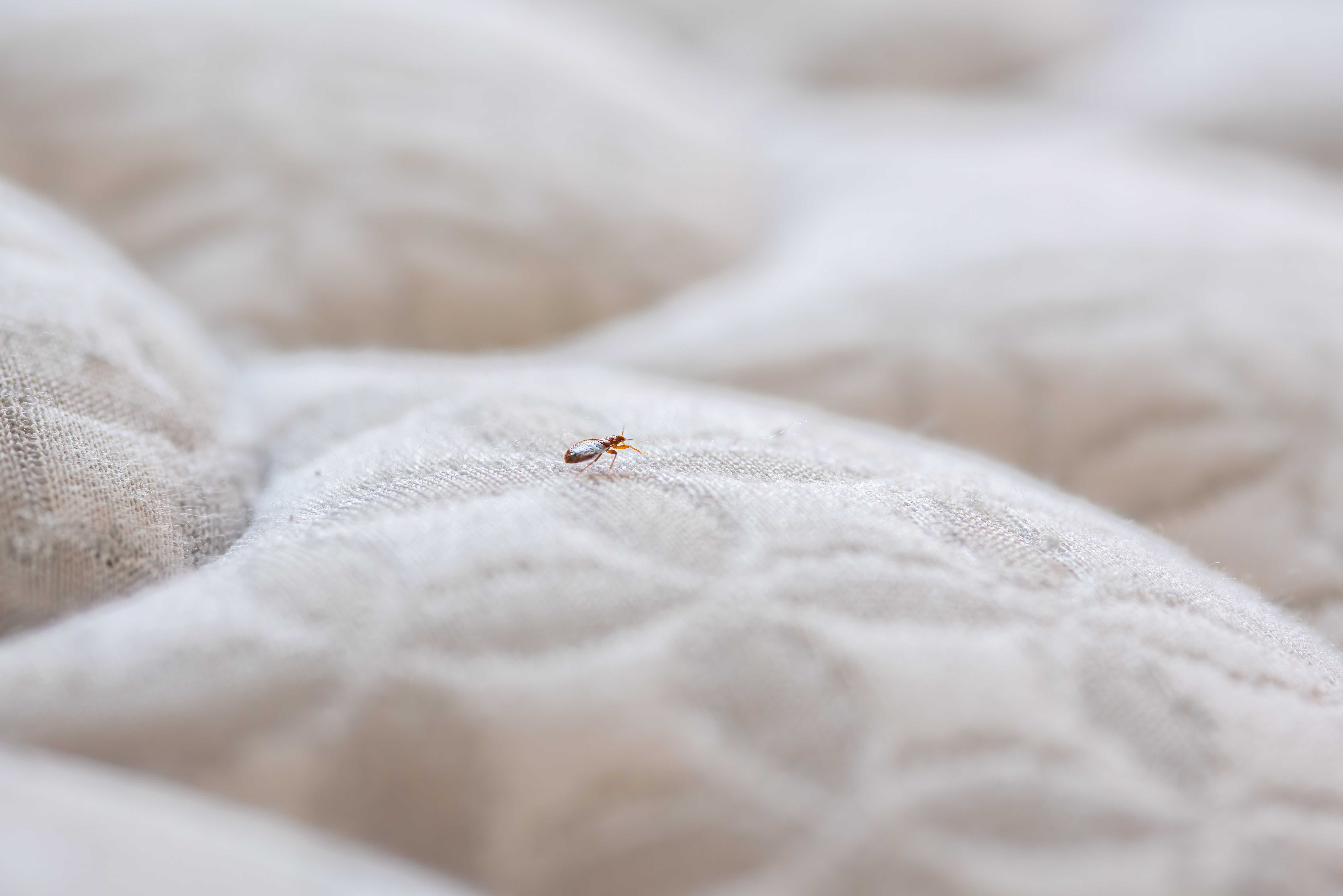 A bed bug on a bed - GGA Pest Management provides bed bug control in Temple, TX.