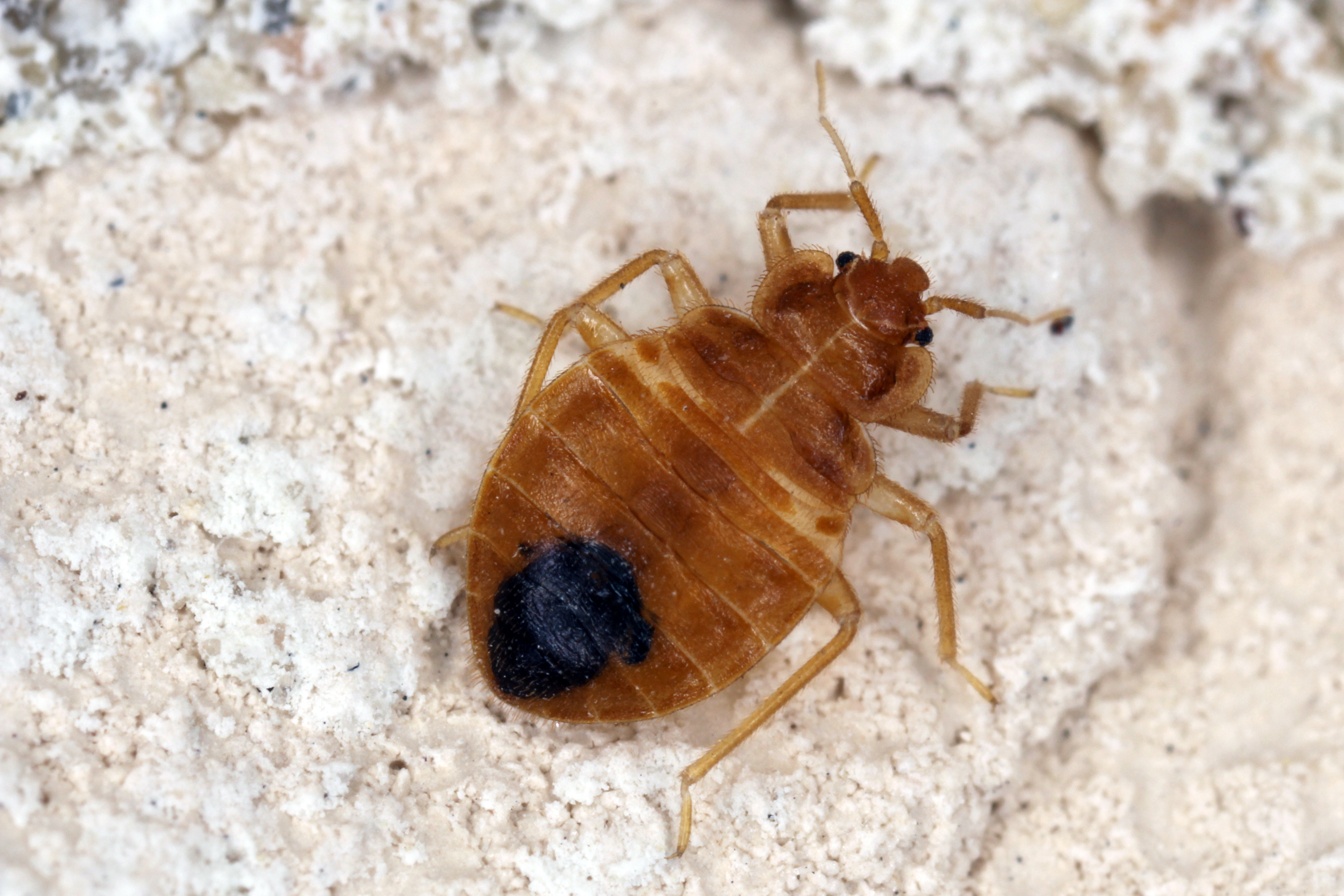 A close up shot of a bed bug - experience the best bed bug control in Temple, TX with GGA Pest Management.