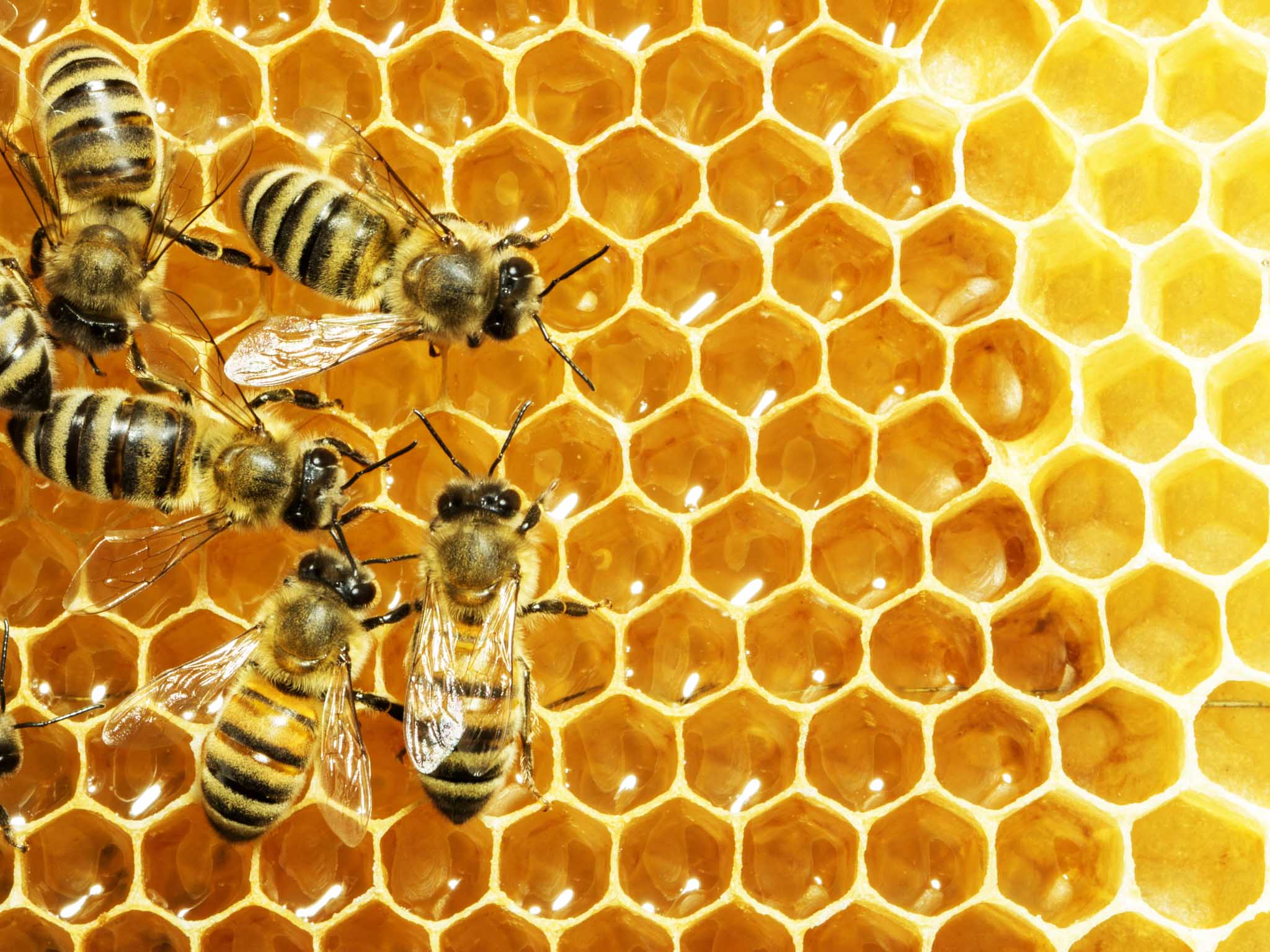 A close up image of a honey bee hive - GGA Pest Management can help you remove bees with our humane bee relocation in Temple, TX.