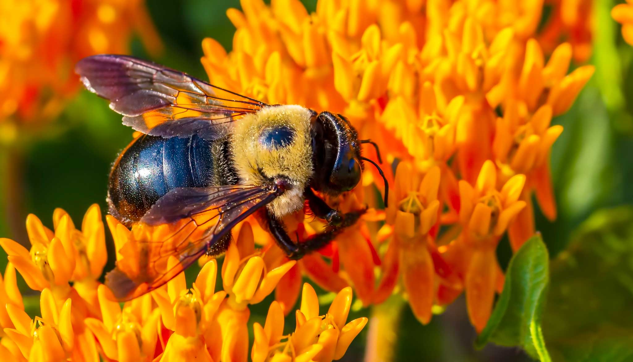 A closeup image of a Carpenter Bee.