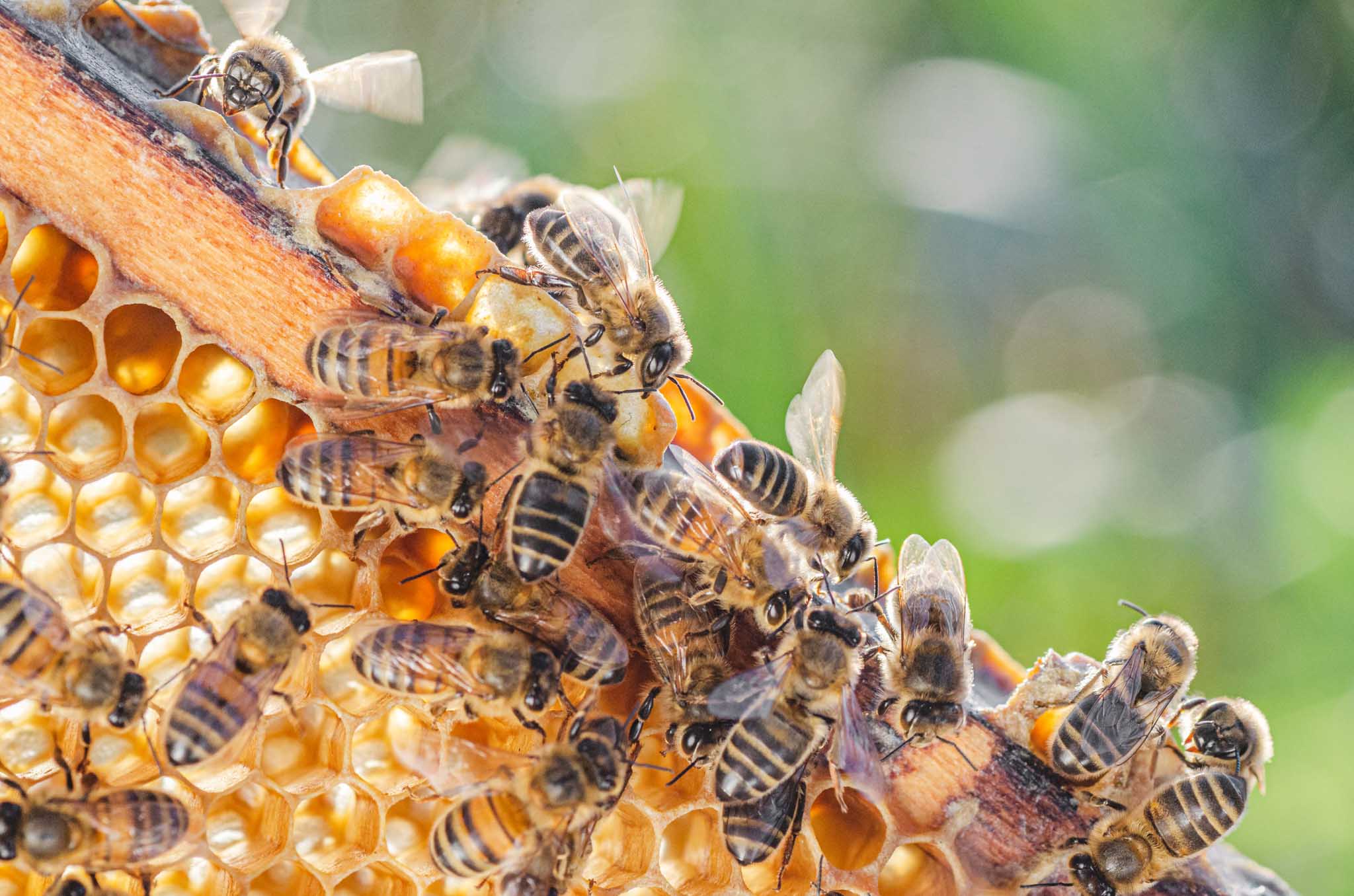 An image of a honey bee hive - learn more about GGA's bee removal services in Temple, TX.