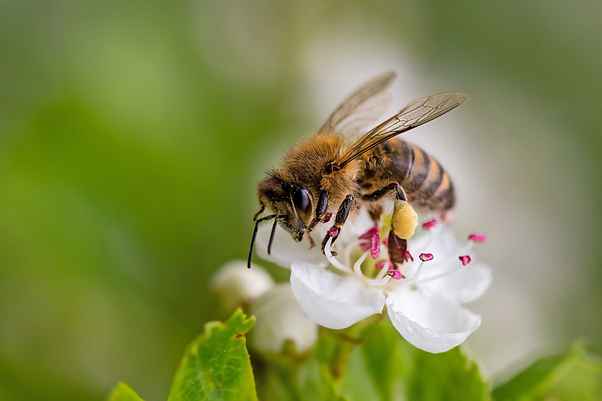A closeup image of a honeybee on a flower.