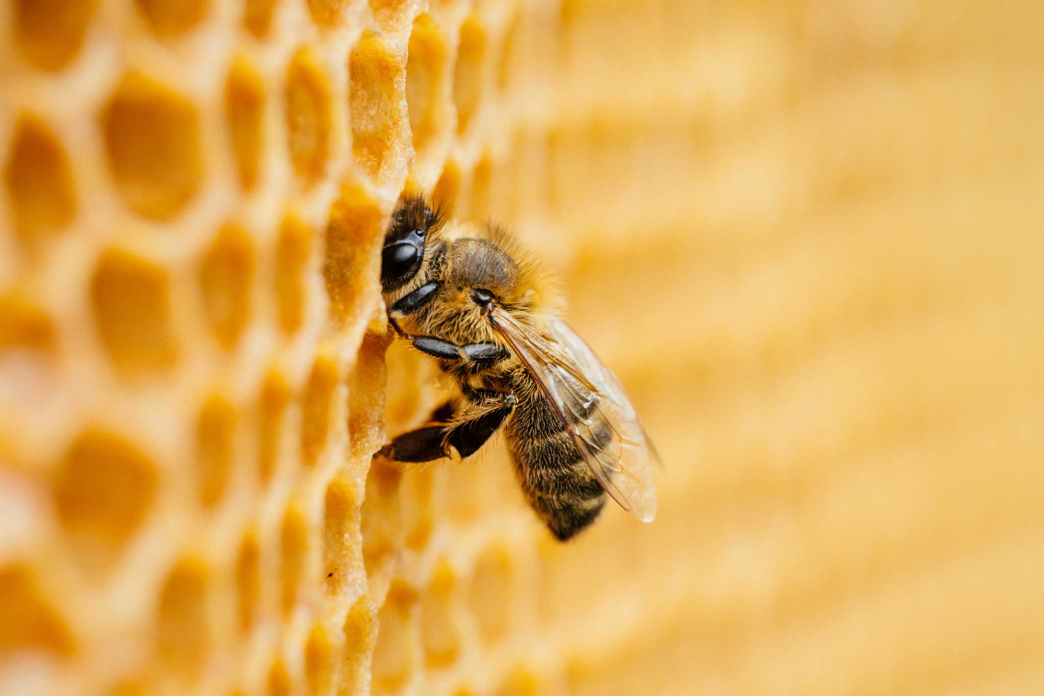A bee in honey comb.