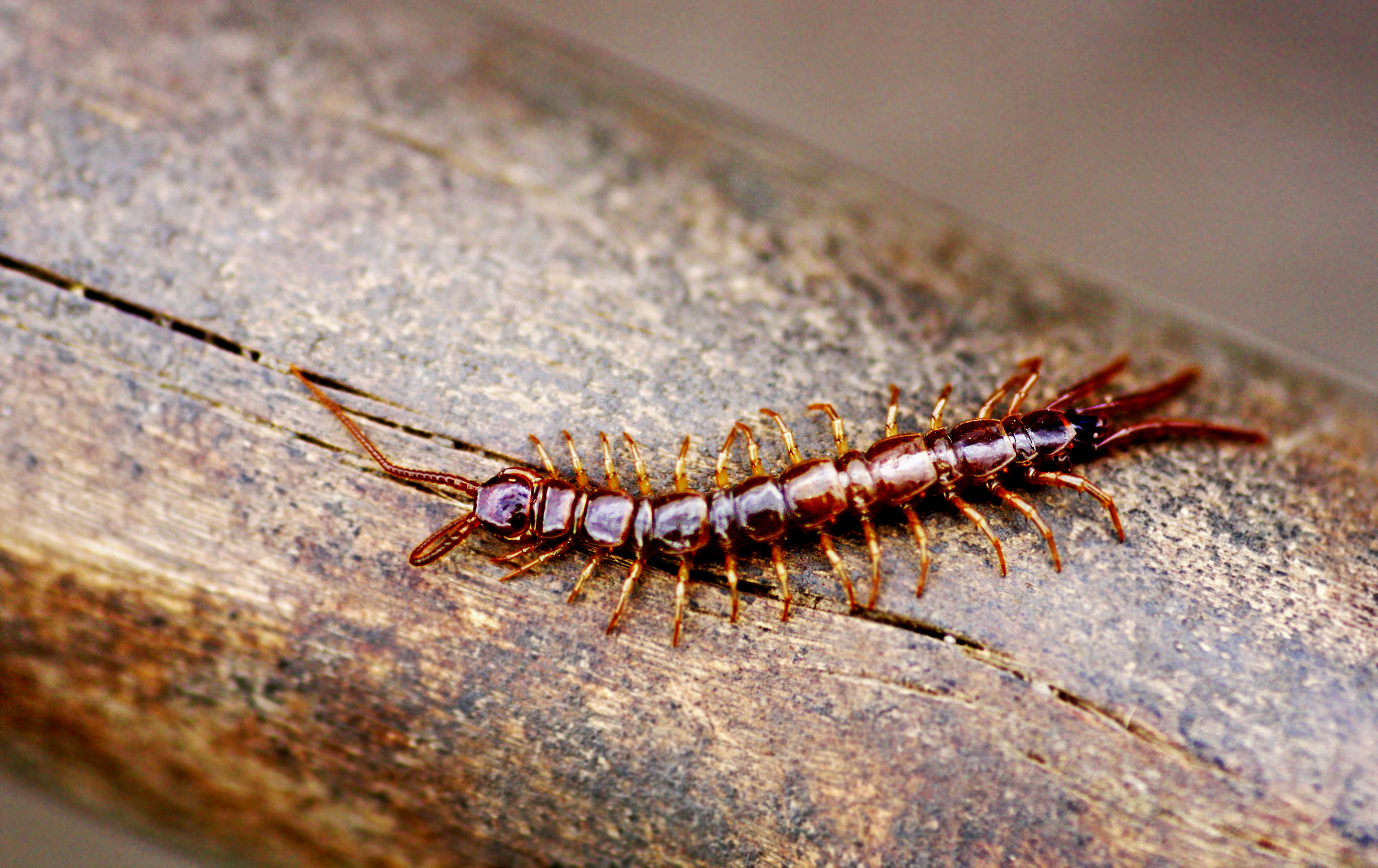 A close up shot of a centipede - experience the best centipede pest control with GGA Pest Management.