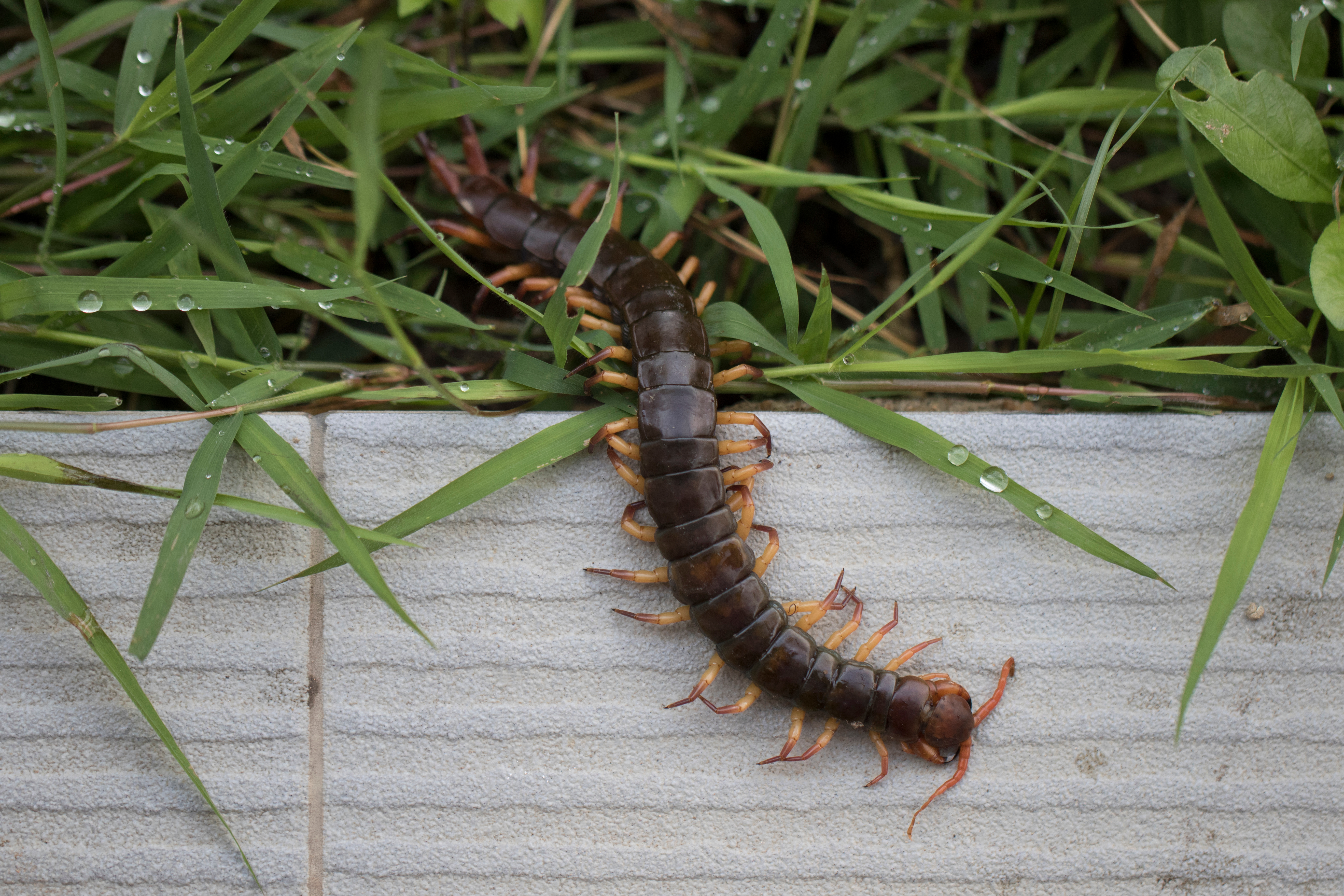 A close up of a centipede in a garden - contact GGA Pest Management for effective pest control.