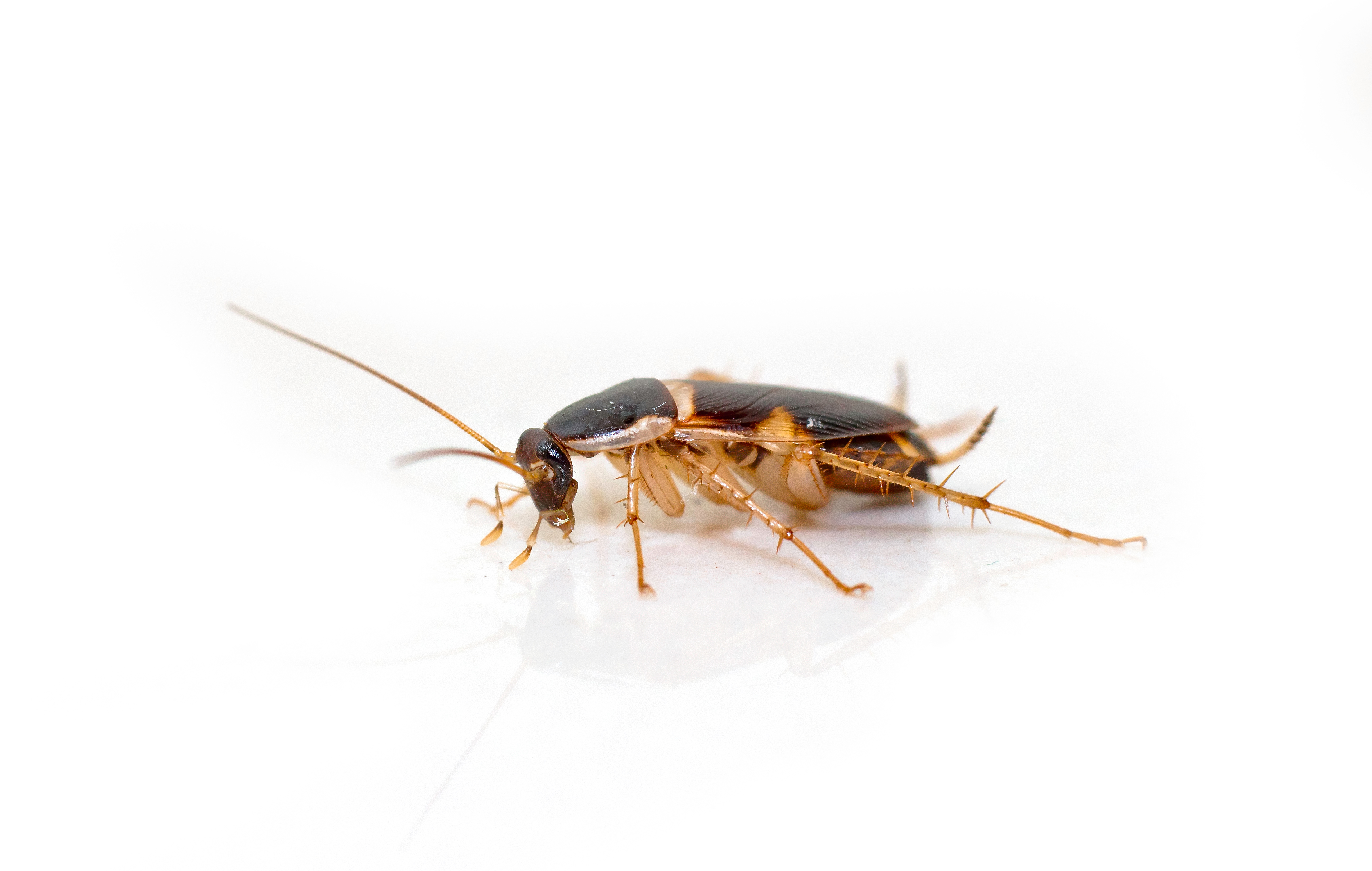 An image of a brown-banded cockroach - learn about our effective brown-banded roach control in Killeen, TX.