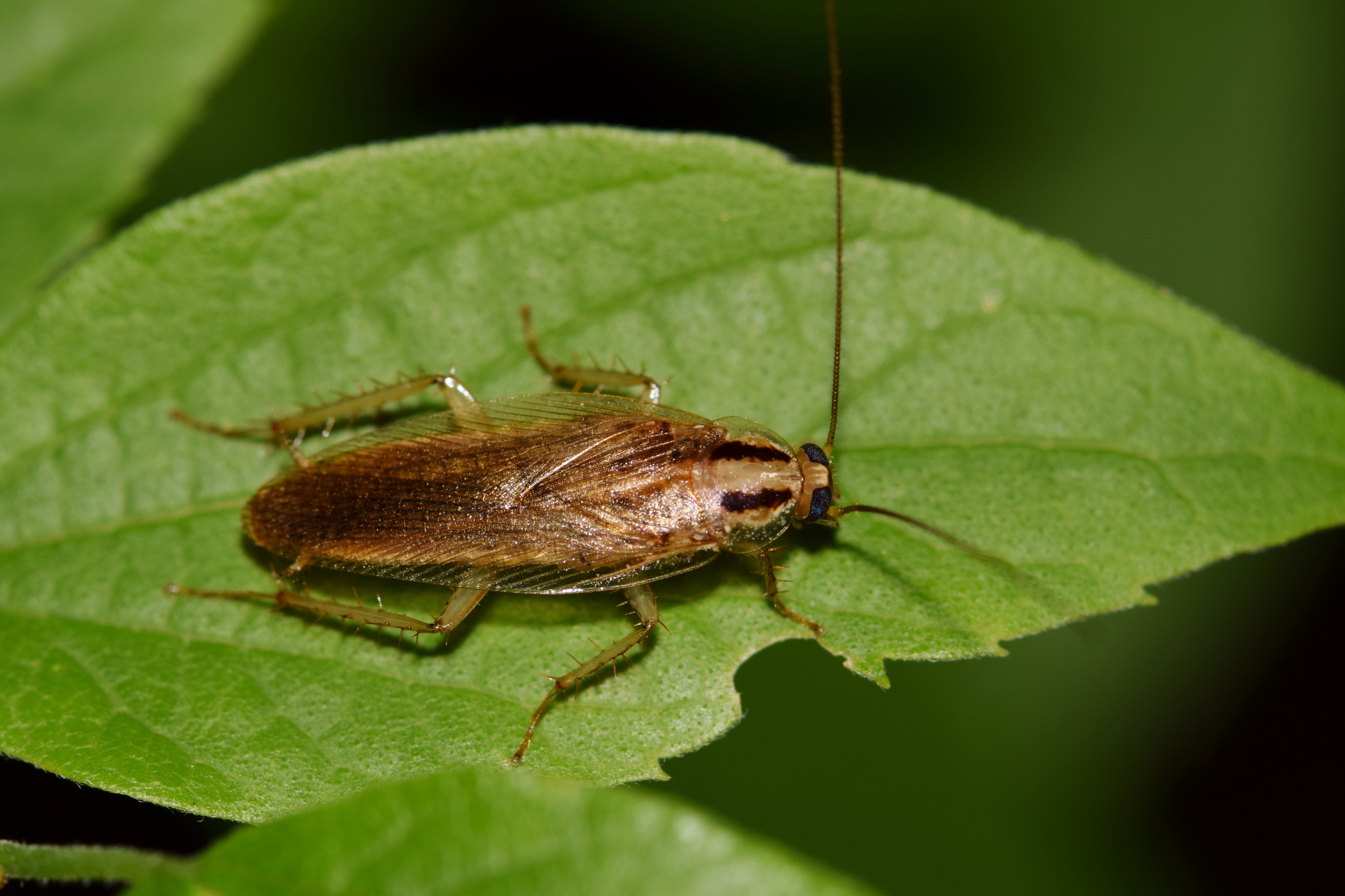 An image of a german cockroach - learn how GGA Pest Management can help you get rid of these pests.