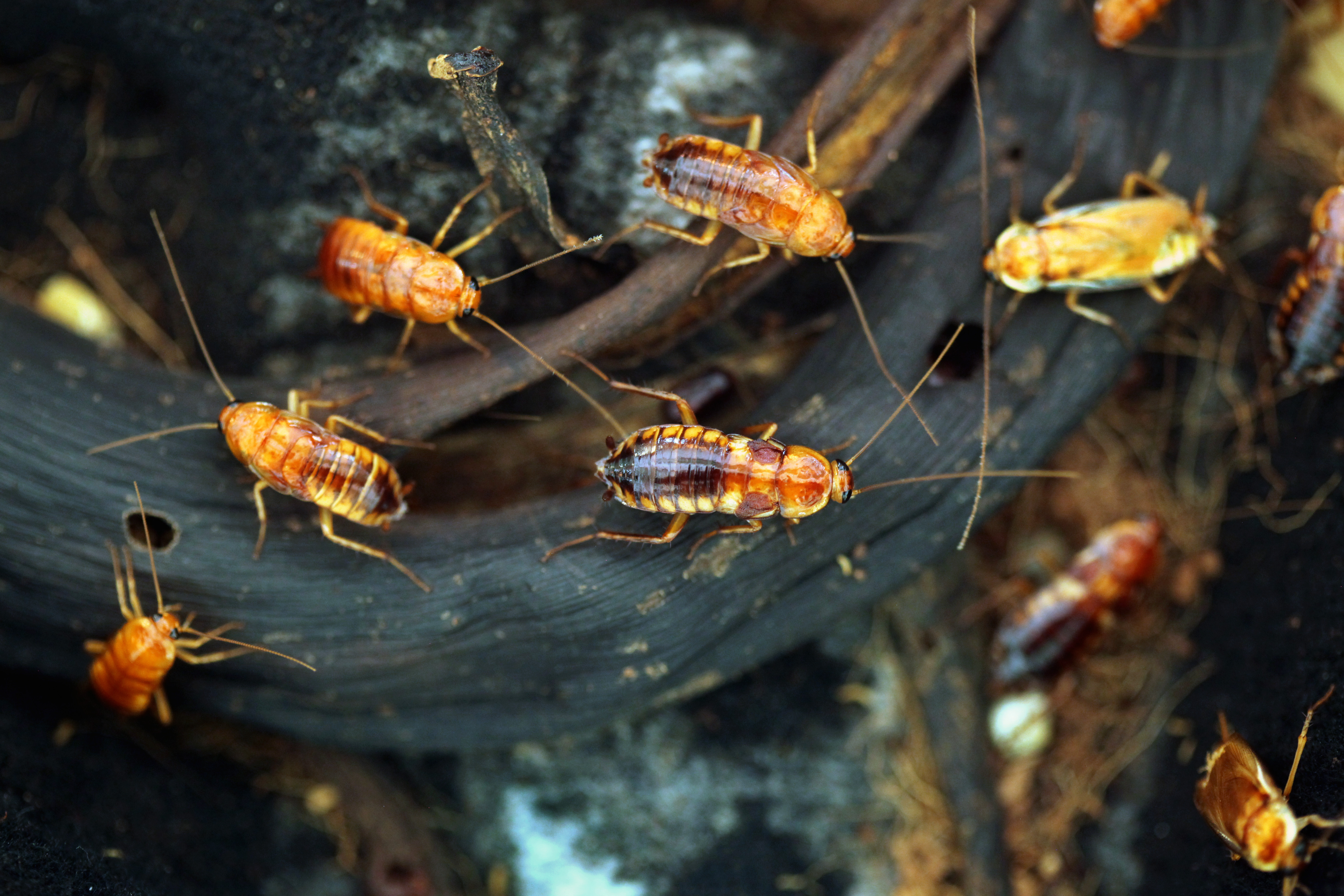 A group of turkestan cockroaches - GGA Pest Management offers extermination services for turkestan roaches.