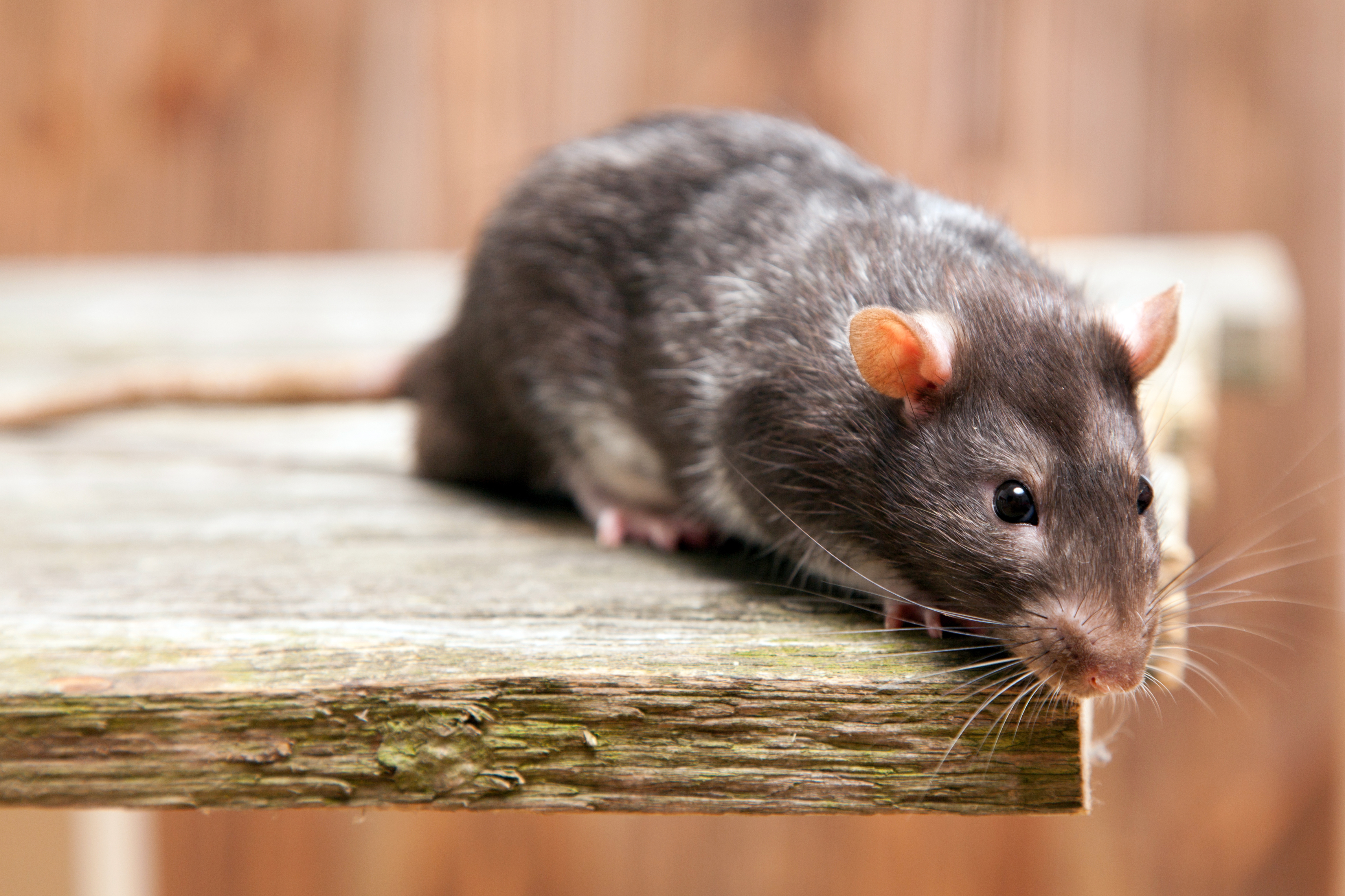 A rat - contact GGA Pest Management Killeen for rodent removal!