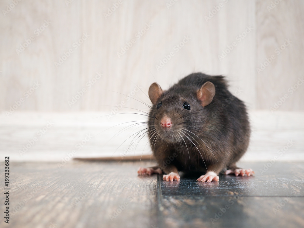 A rodent inside a home - contact GGA Pest Management for expert rodent identification.