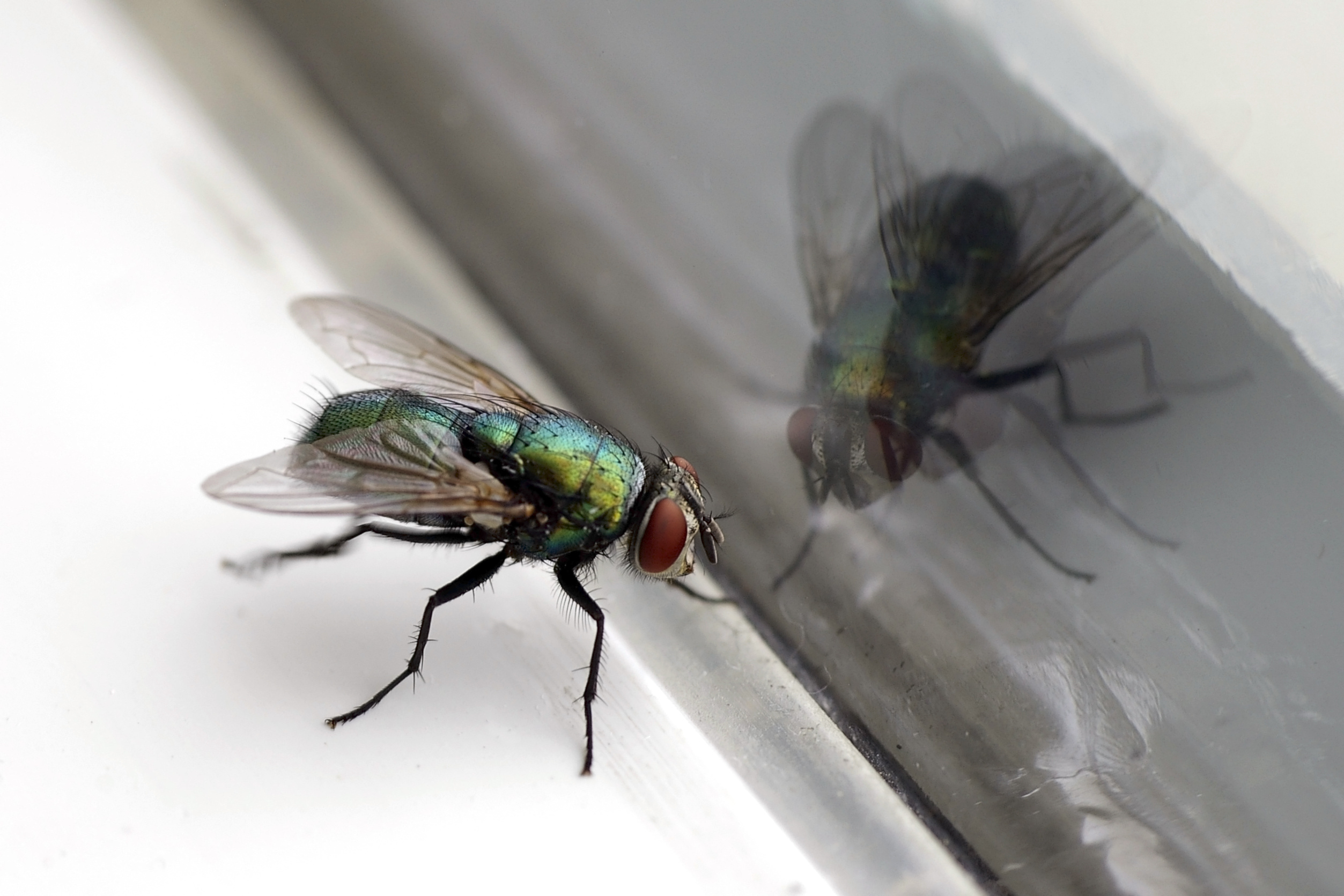 A close up image of a fly on a window sill and the reflection seen in the window - GGA Pest Management can help you remove flies with our fly exterminator in Temple, TX.
