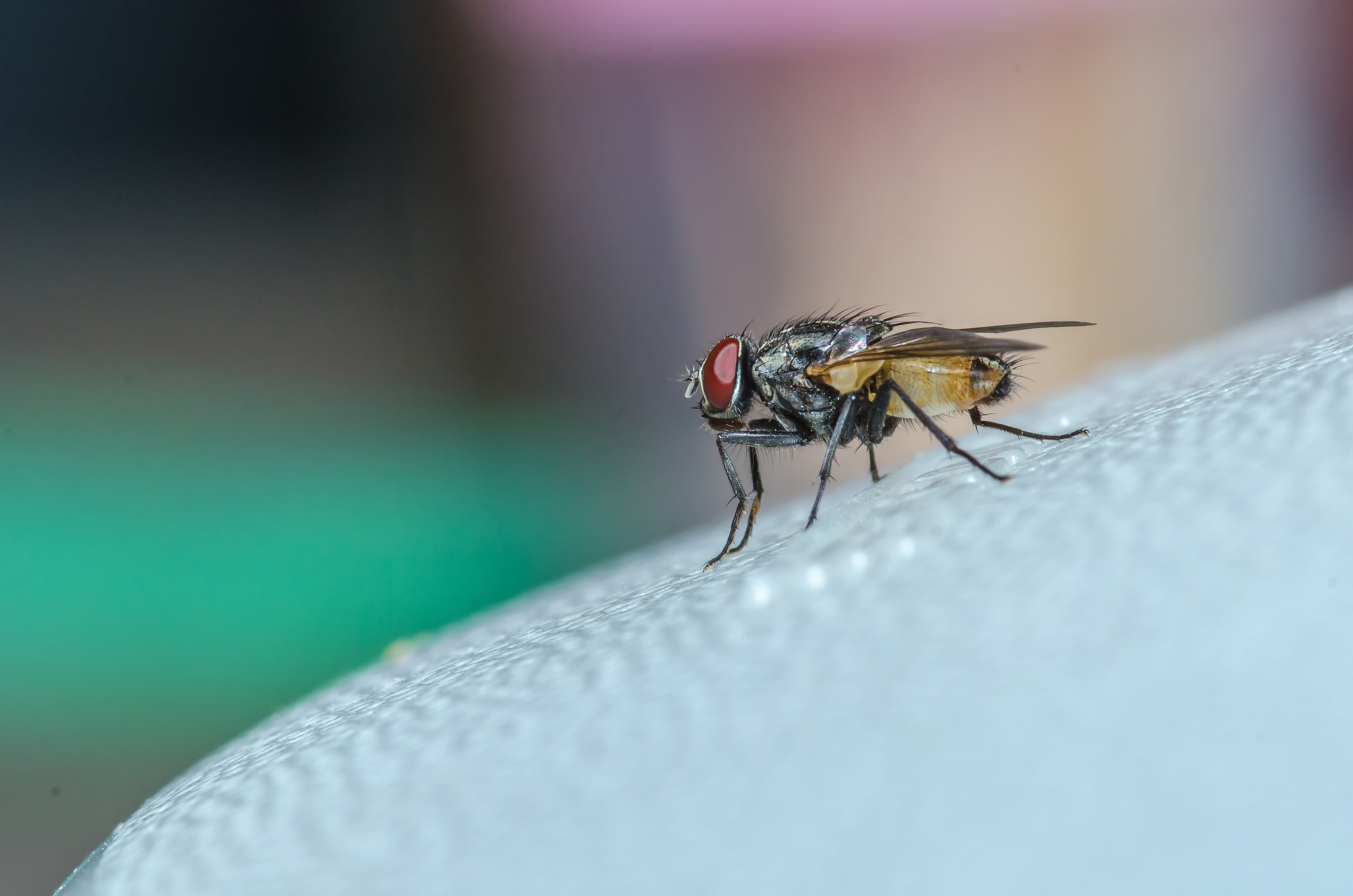 An image of a house fly - learn more about GGA's pest control for flies in Temple, TX.