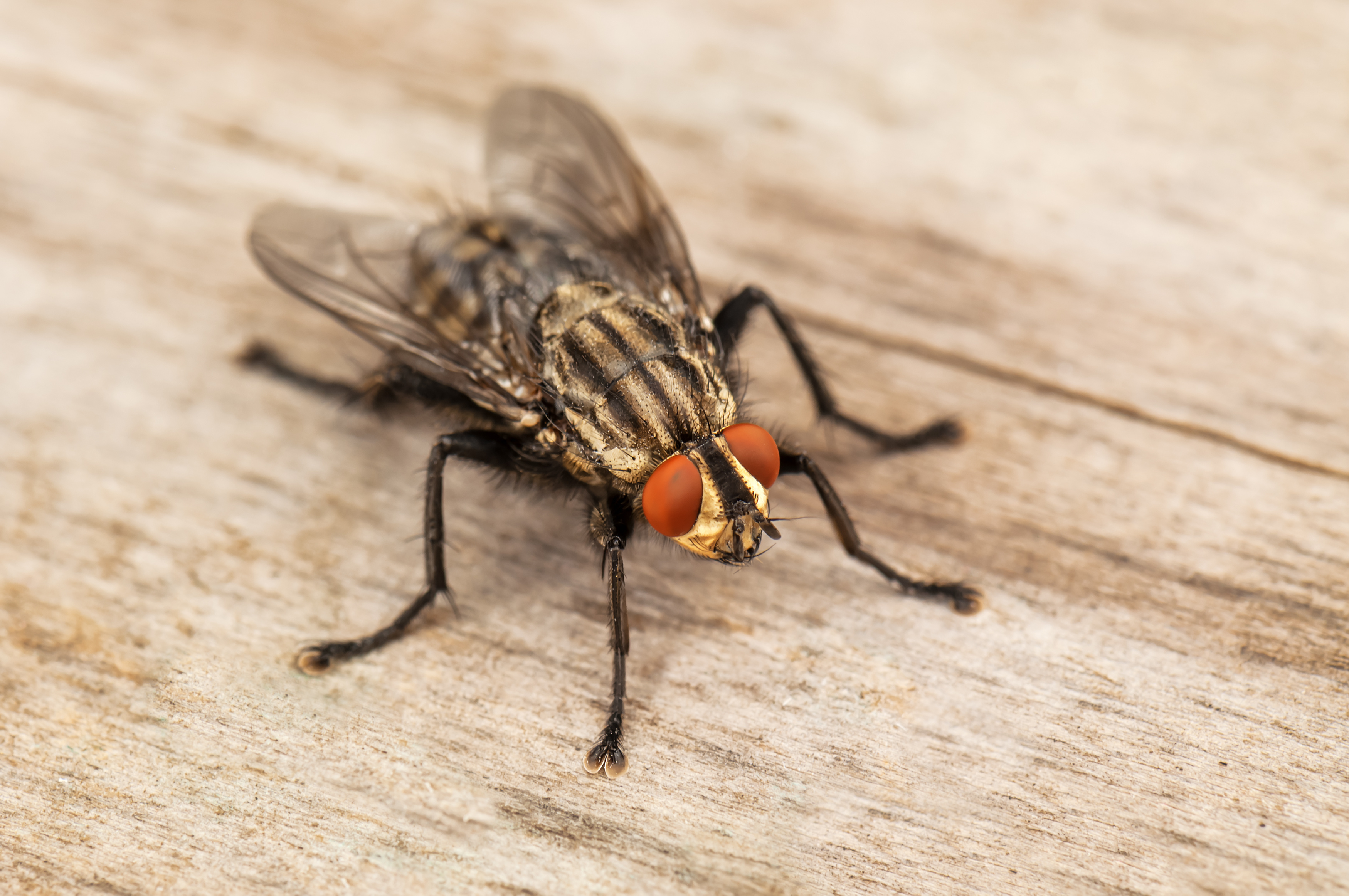 A house fly - contact us today for professional pest control for flies in Temple, TX.