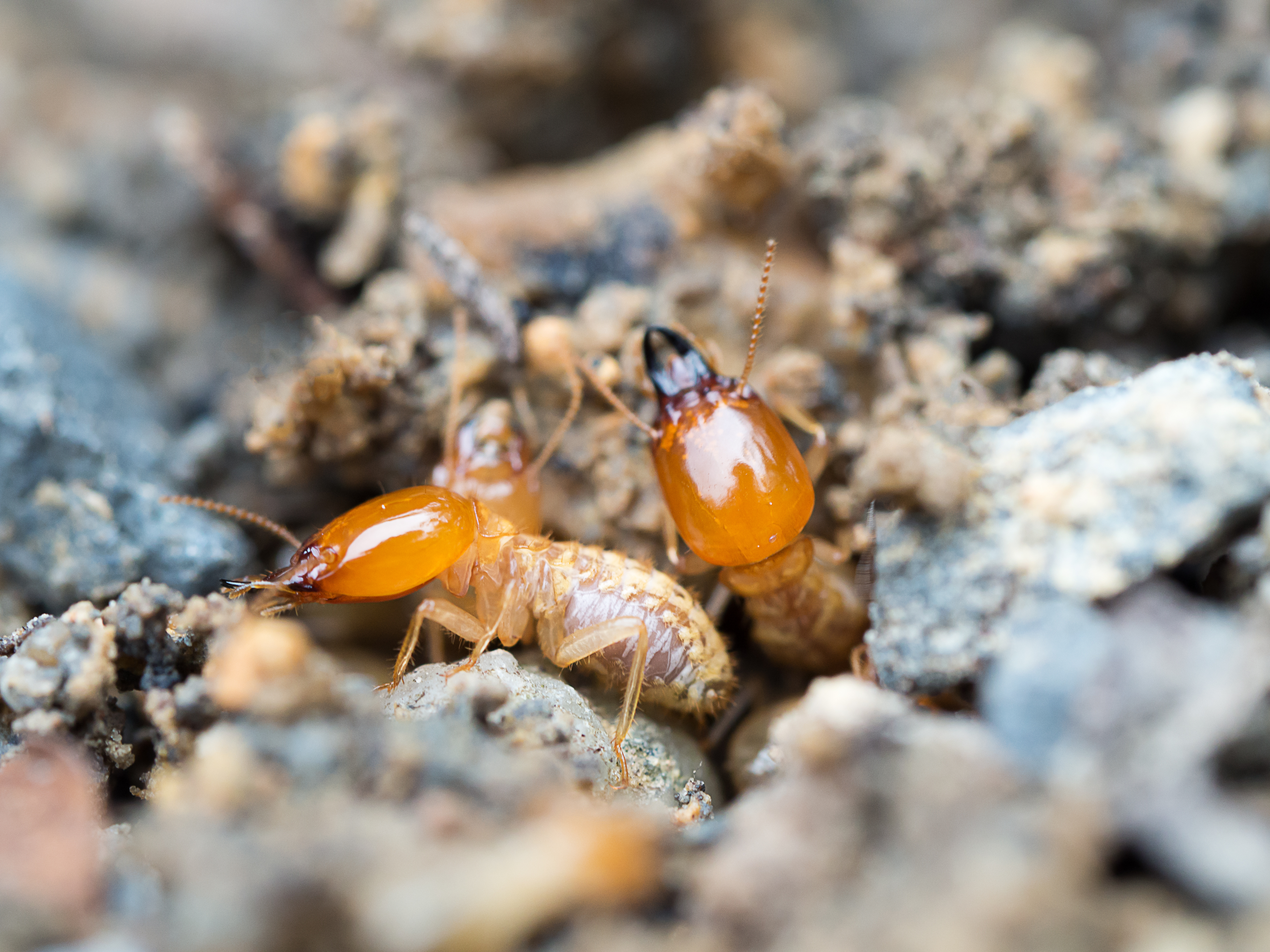 Formosan termites - contact GGA Pest Management today for termite removal!