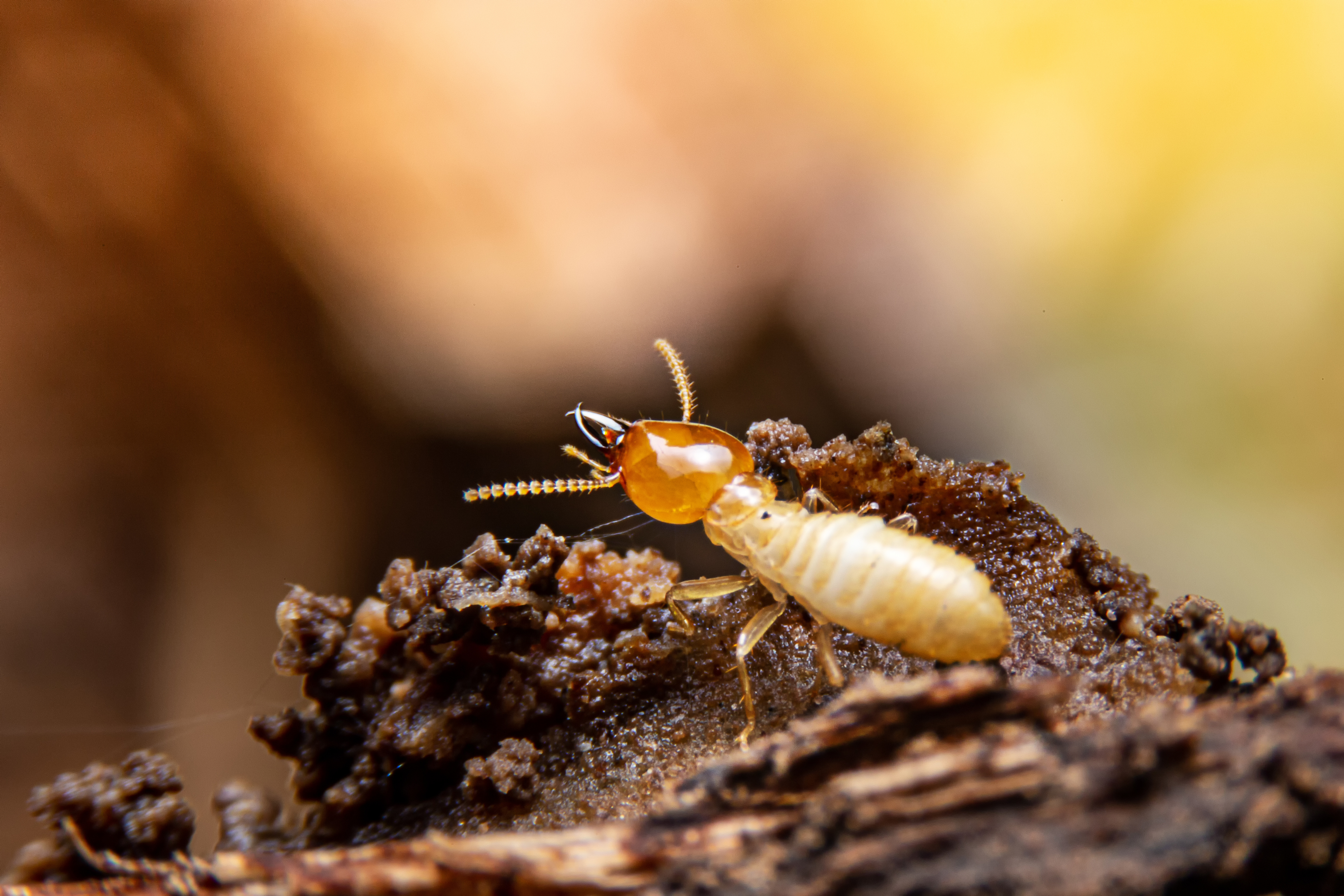 A close up shot of a termite - contact GGA Pest Management Killeen for termite identification.