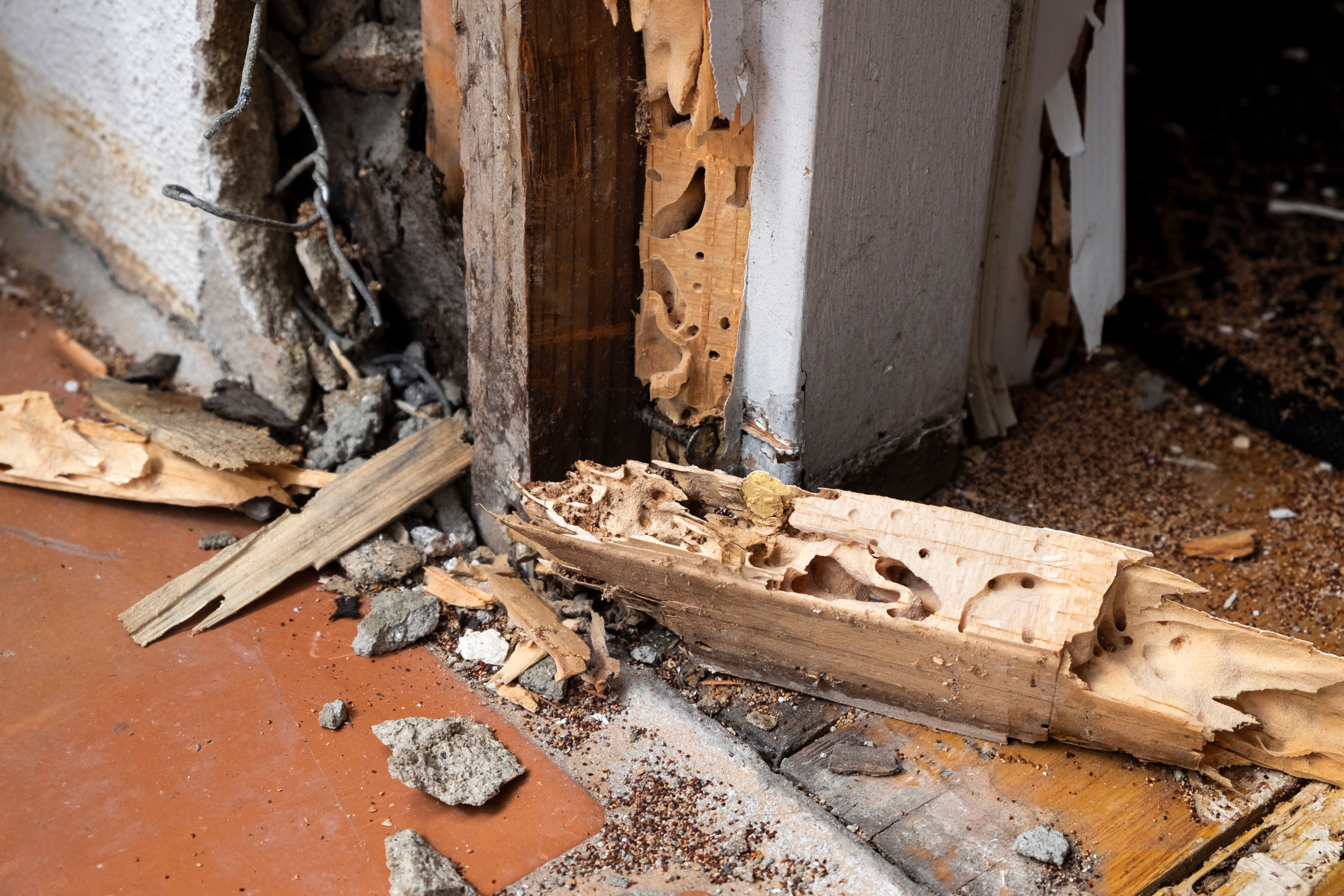 A wooden wall that has been damaged by a termite infestation - do you need termite pest control in Waco, TX? Contact GGA Pest Management Waco today!