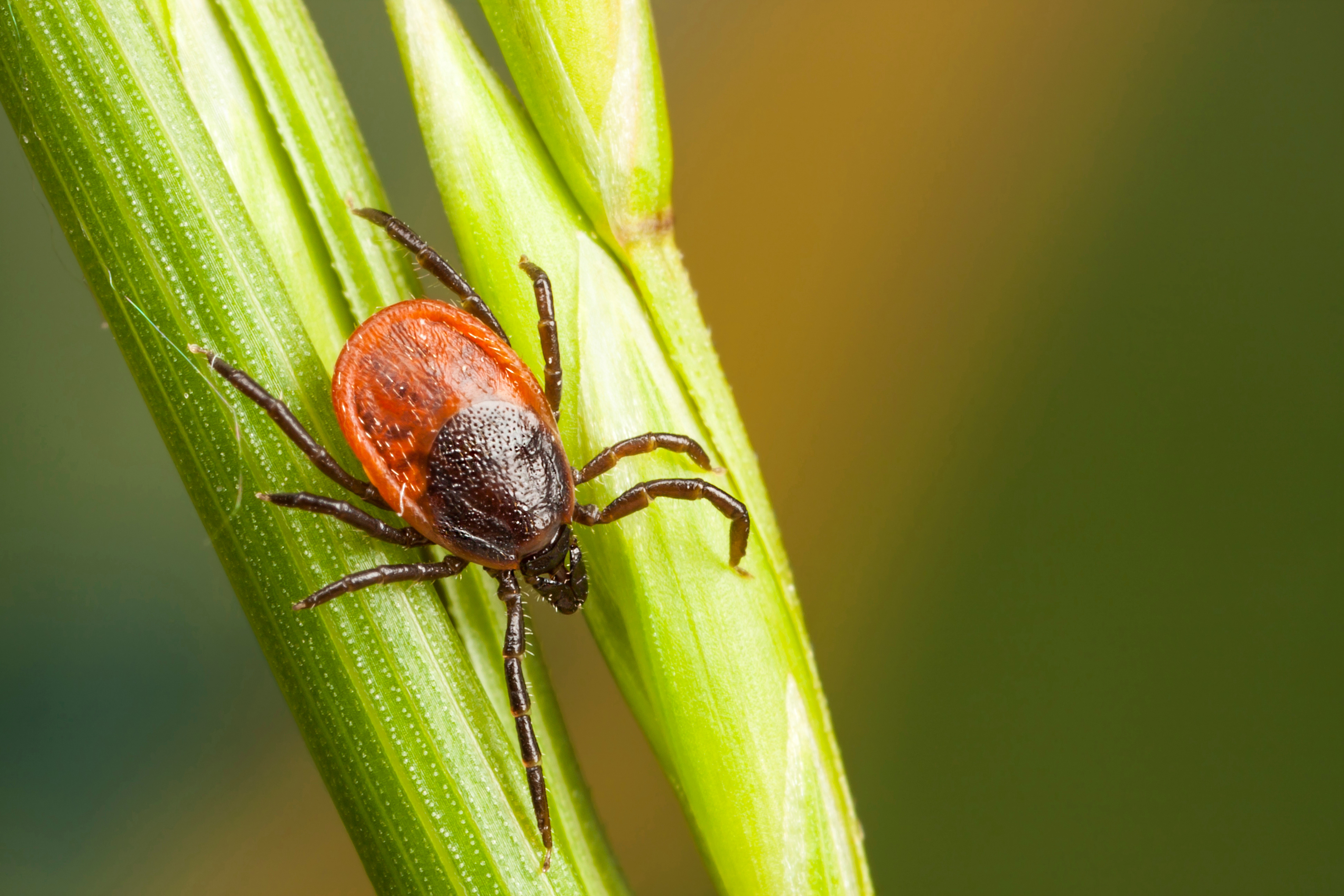 A tick on a leaf - do you need tick pest control in Temple, TX? Contact GGA Pest Management Temple today!