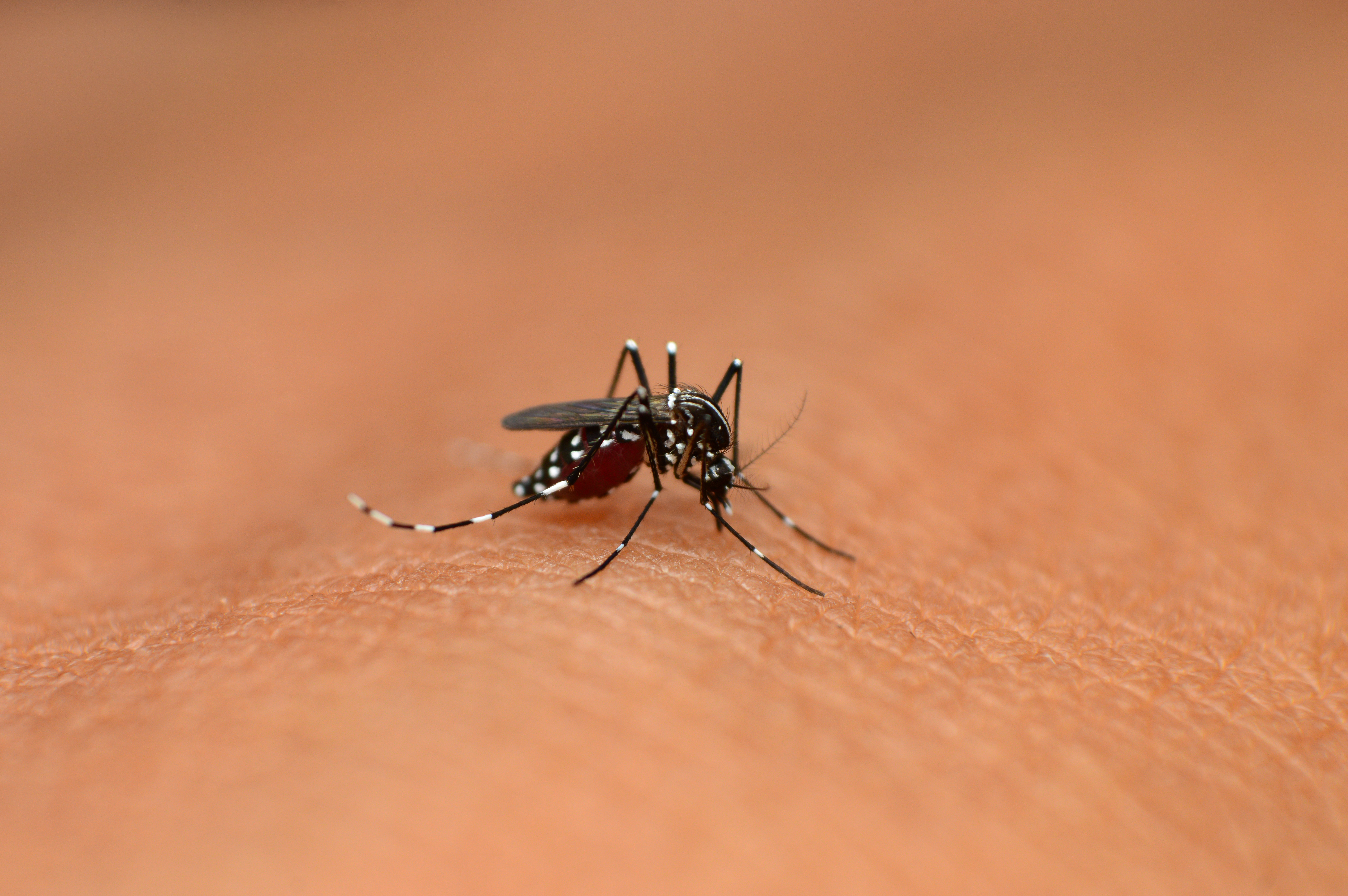 GGA Pest Management Killeen, TX mosquitoes.