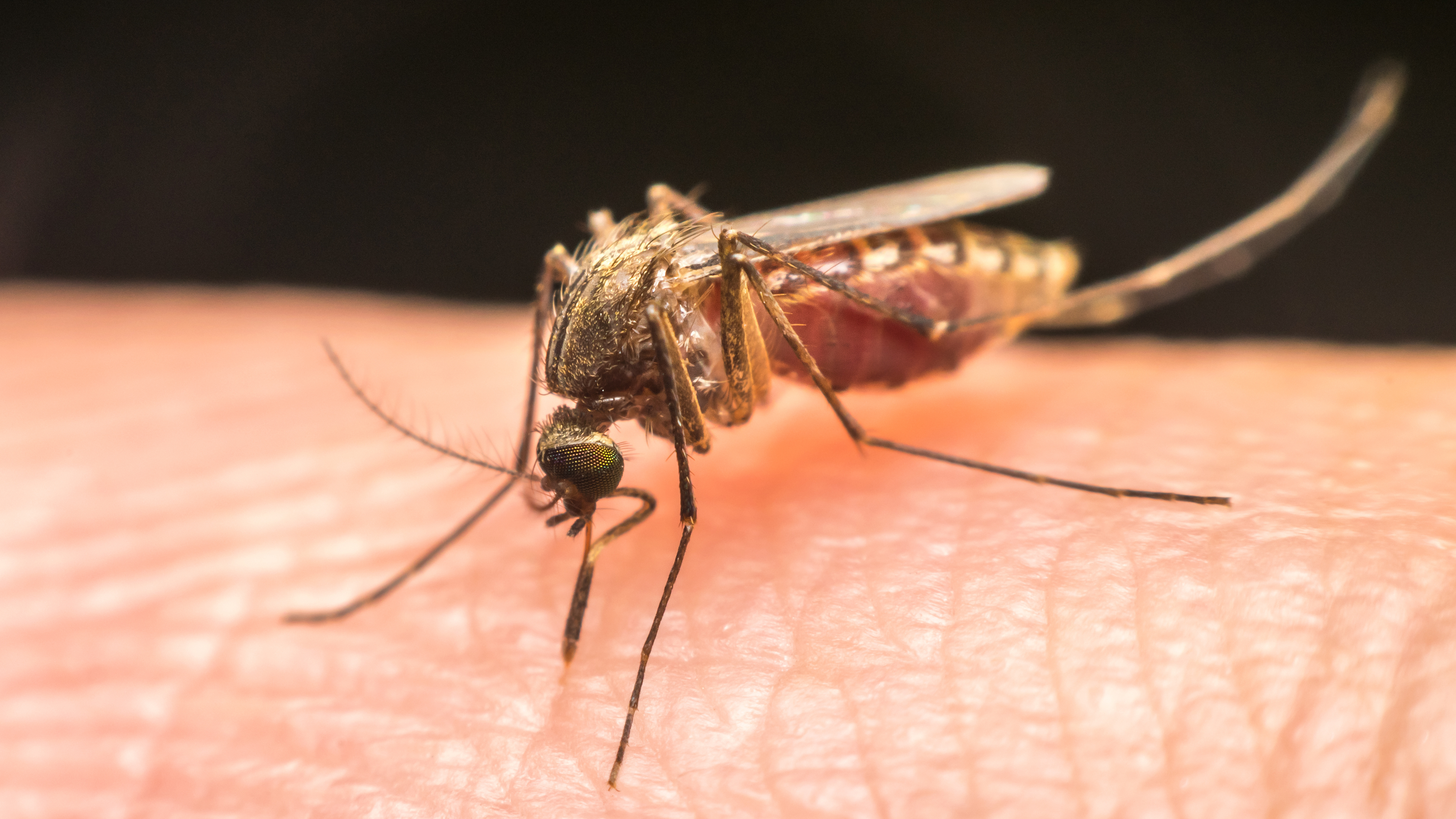 A culex mosquito - learn about our targeted treatments.