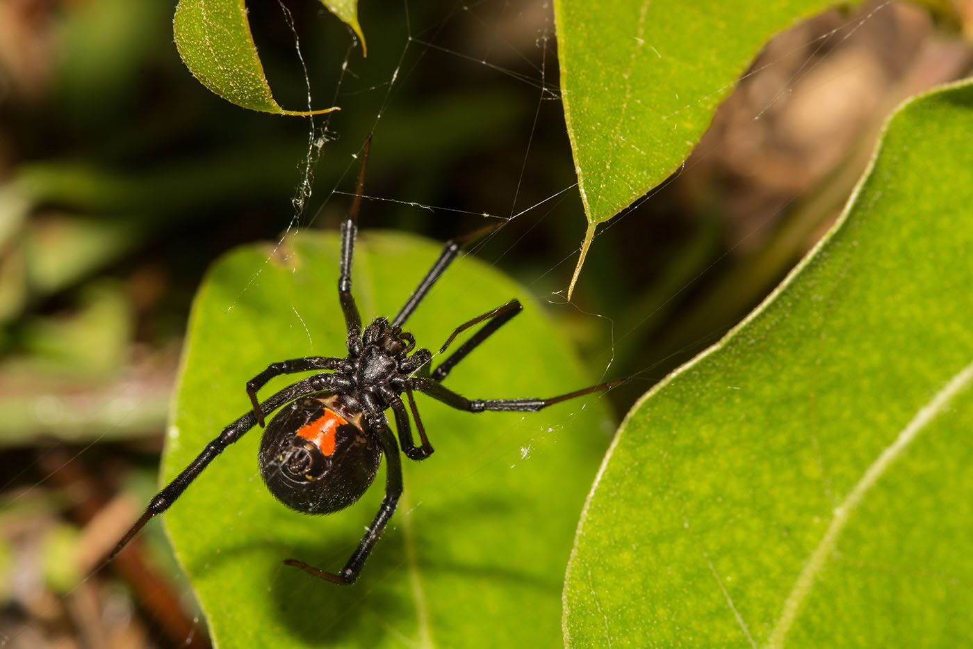A black widow spider - are you in need of spider pest control in Waco, {fran_stat_abbrev}? Contact {fran_dba today!