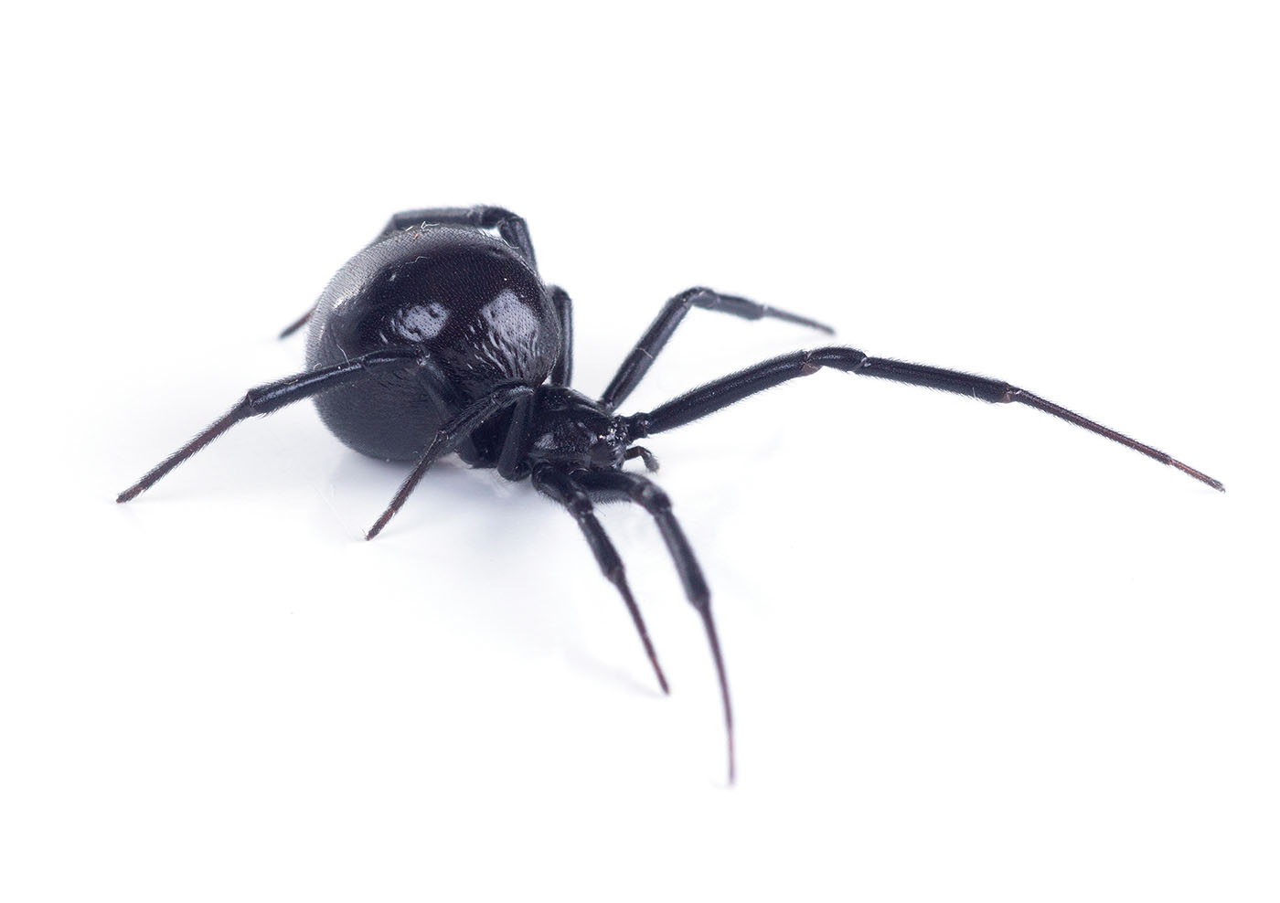 A black spider - contact GGA Pest Management Hillsboro for expert spider identification.