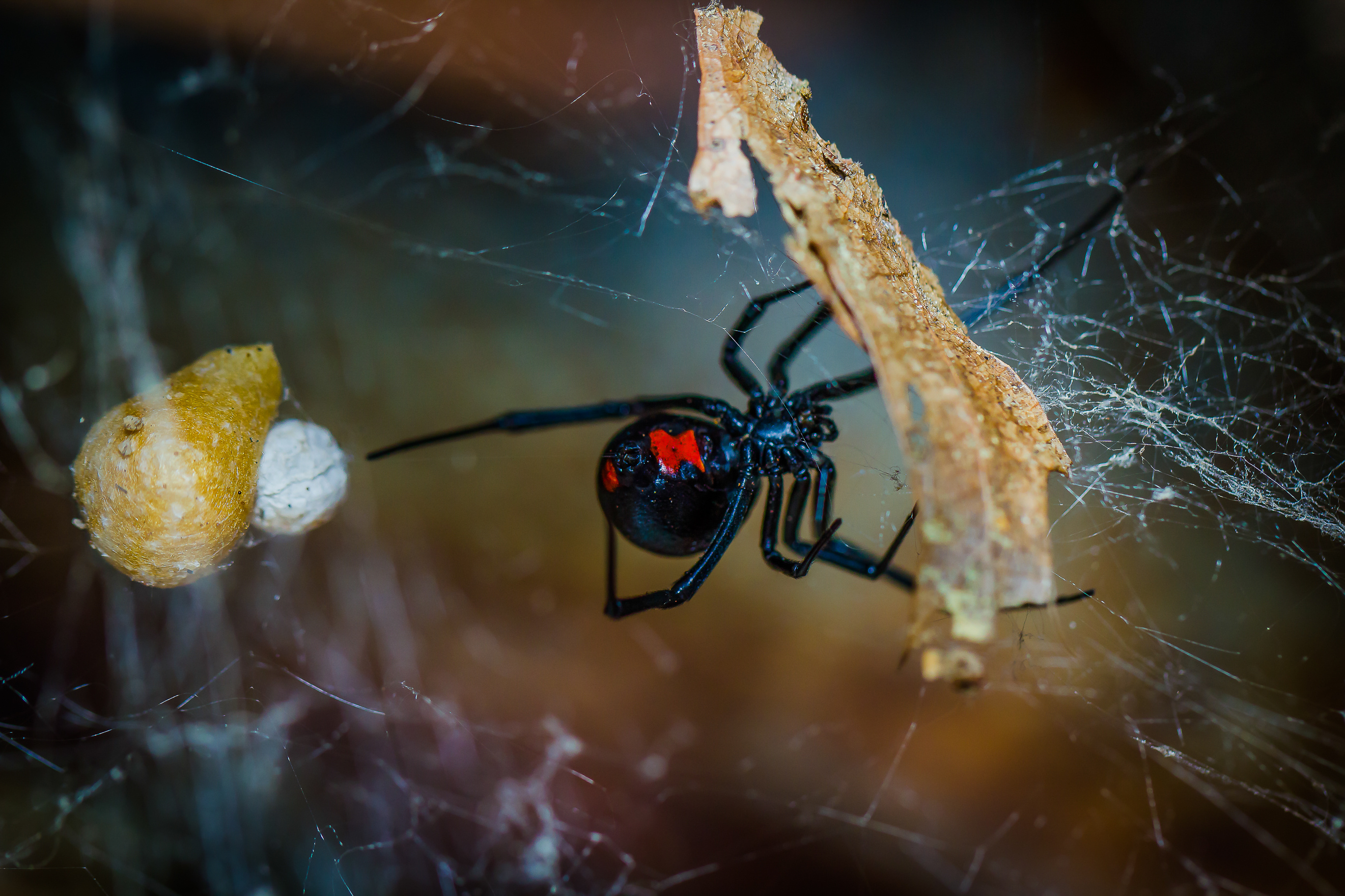 A black widow - contact GGA Pest Management Temple for spider removal!