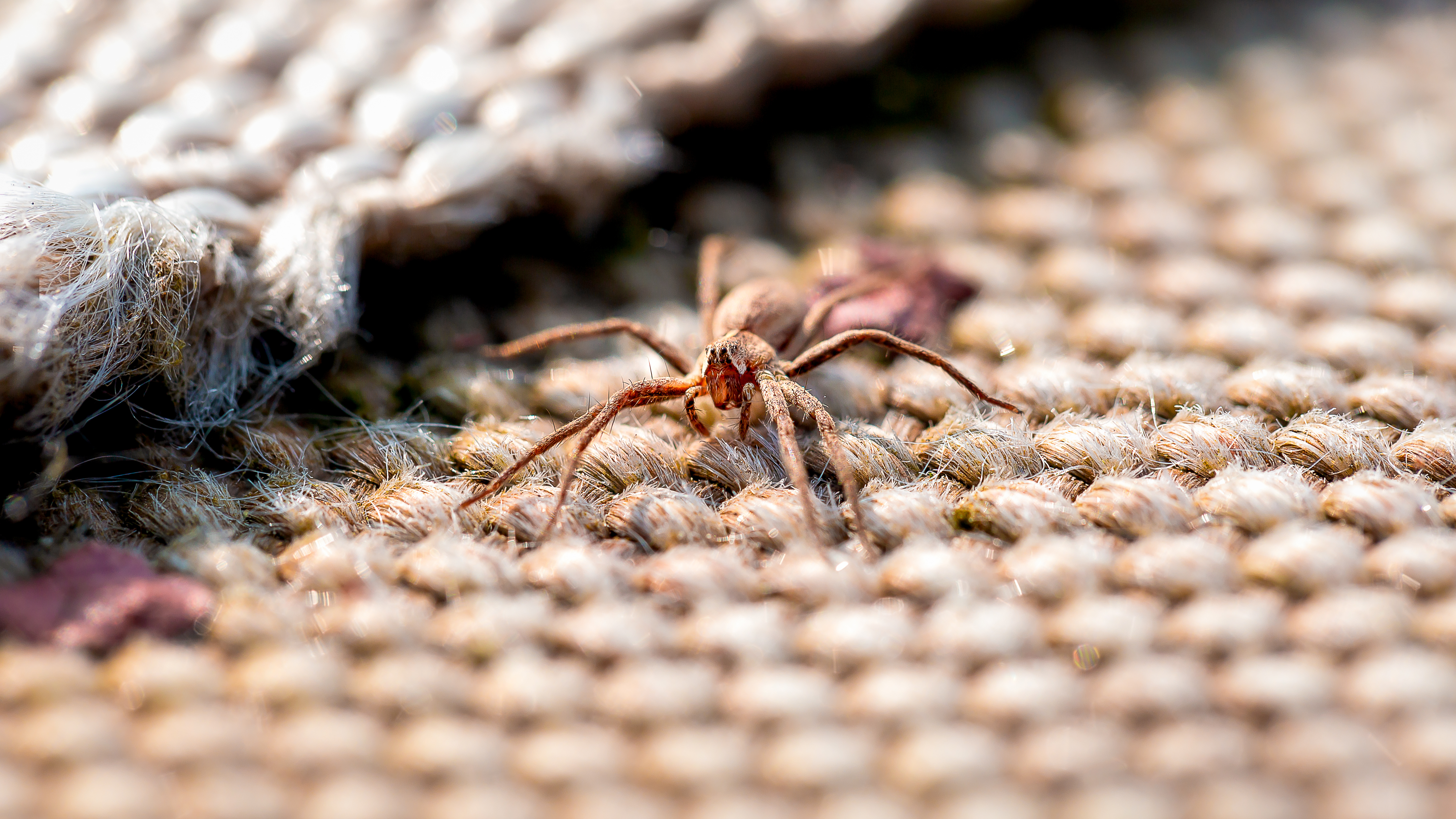 A carpet spider - contact GGA Pest Management Temple for spider removal!
