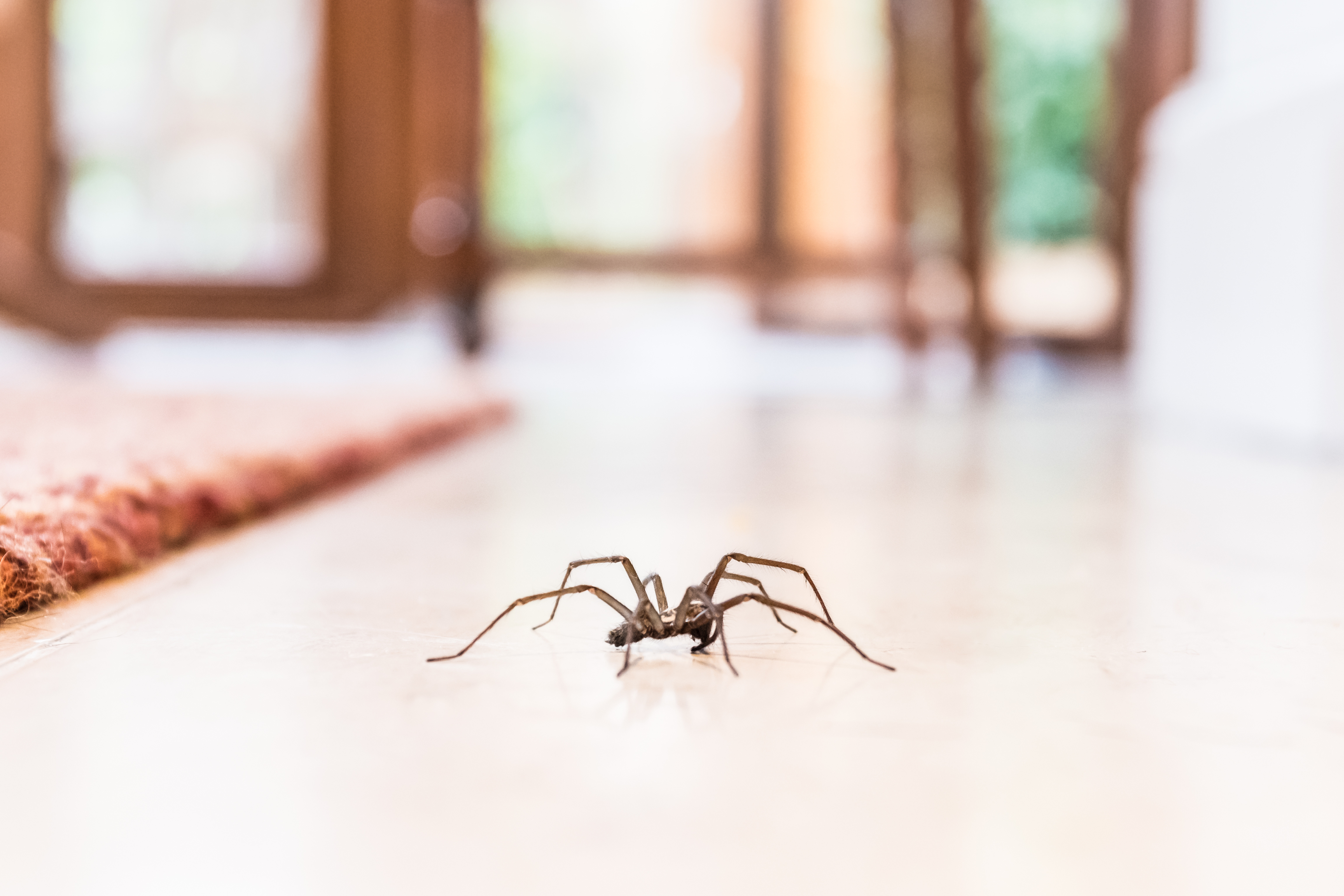 A spider scuttling across a hardwood floor - contact GGA Pest Management Waco today for professional spider removal.
