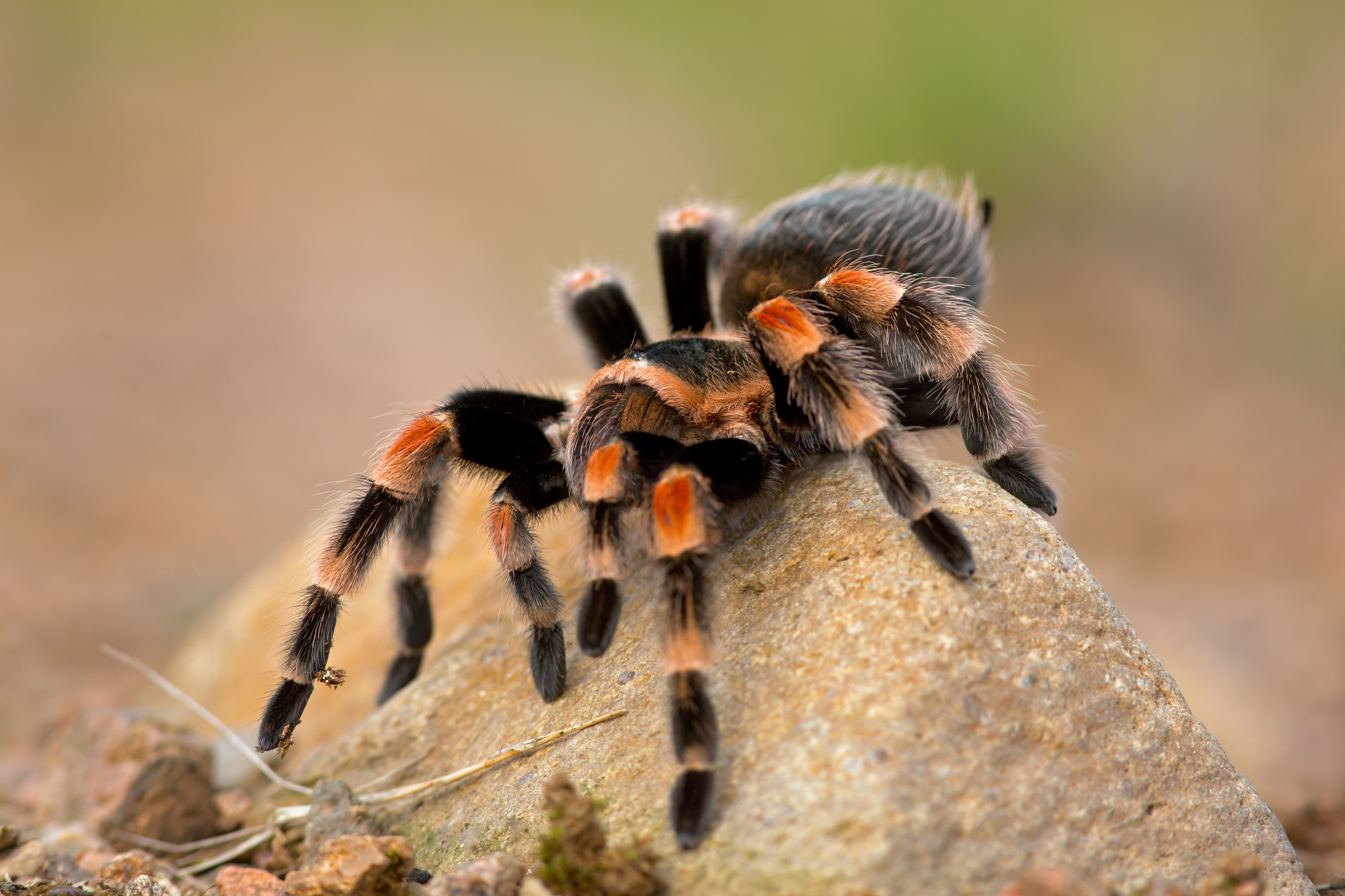 A tarantula - contact GGA Pest Management Temple for spider removal!