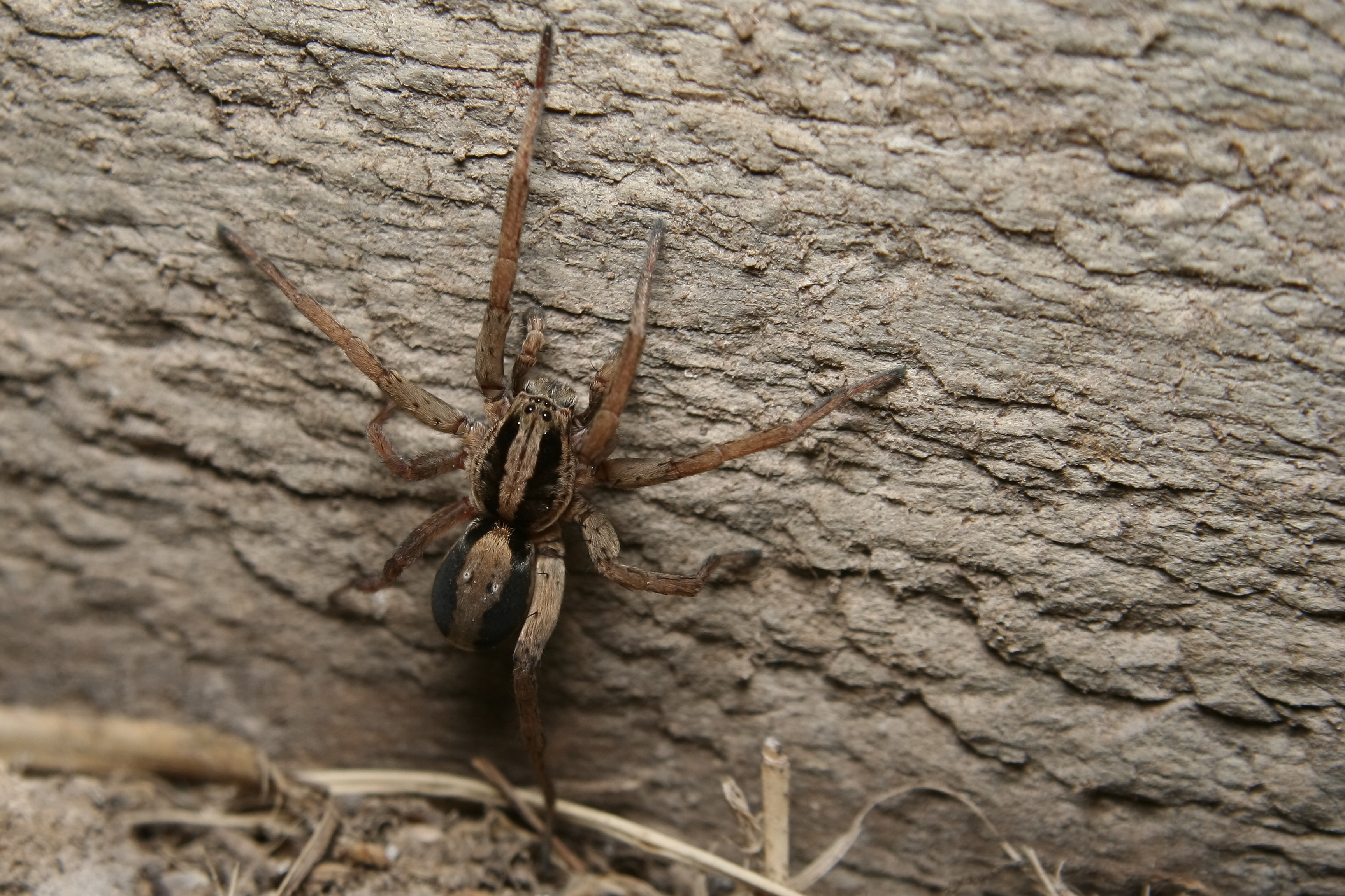 A wolf spider - contact GGA Pest Management Temple for spider removal!