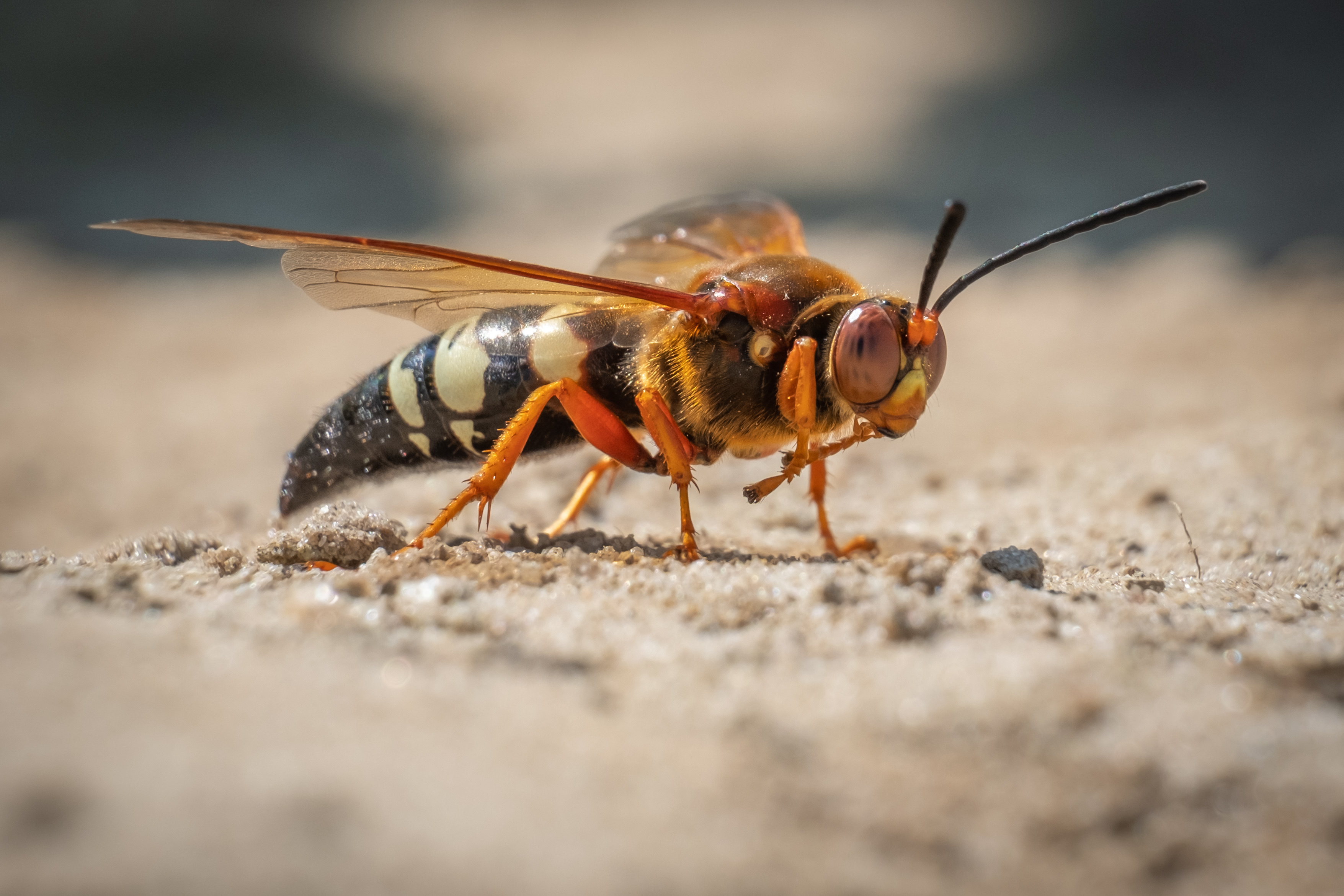 A cicada killer - learn how GGA Pest Management can help with our cicada killer wasp extermination services.