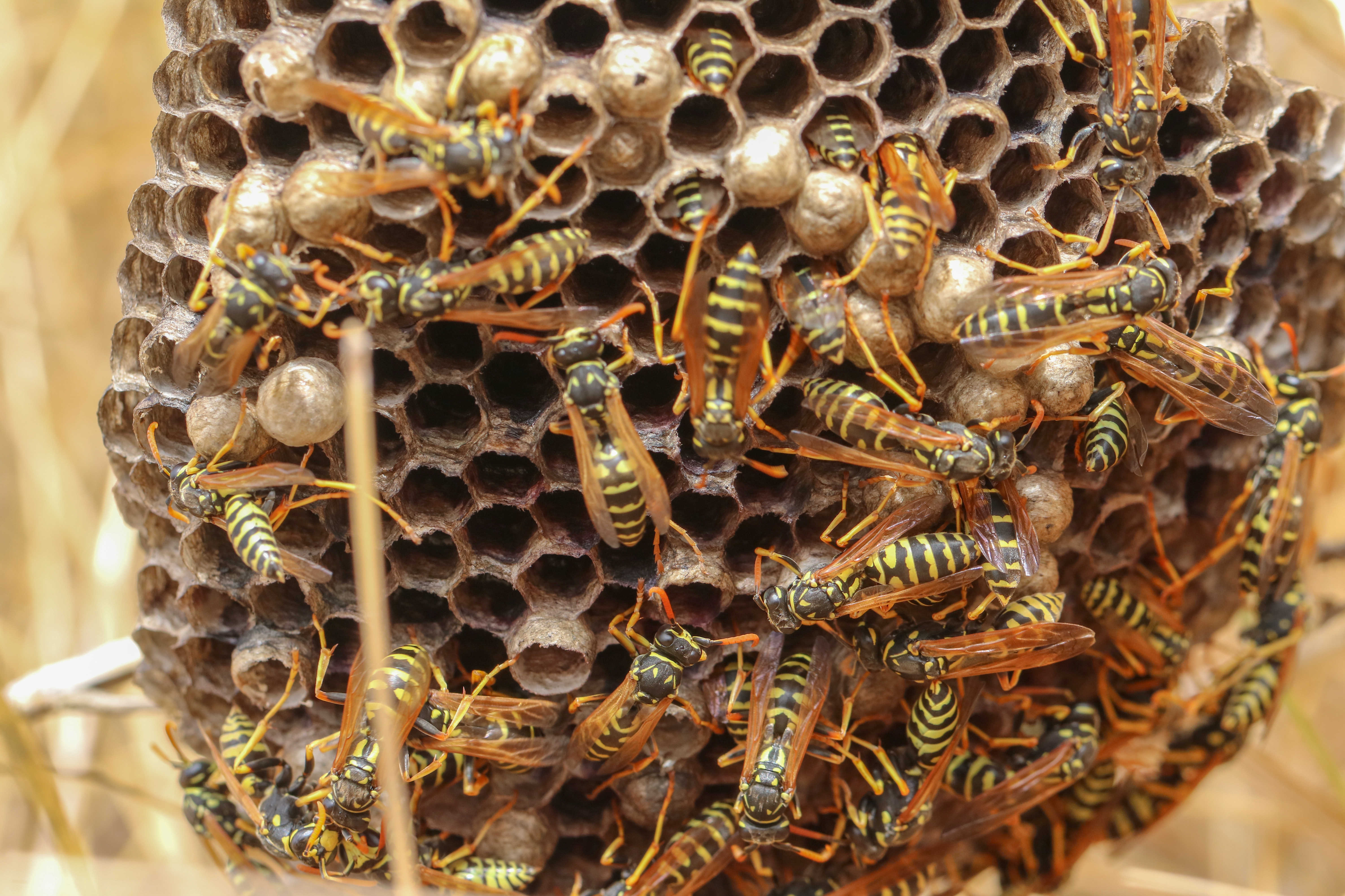 A hornets nests - learn how GGA Pest Management can help with our hornet pest control services.