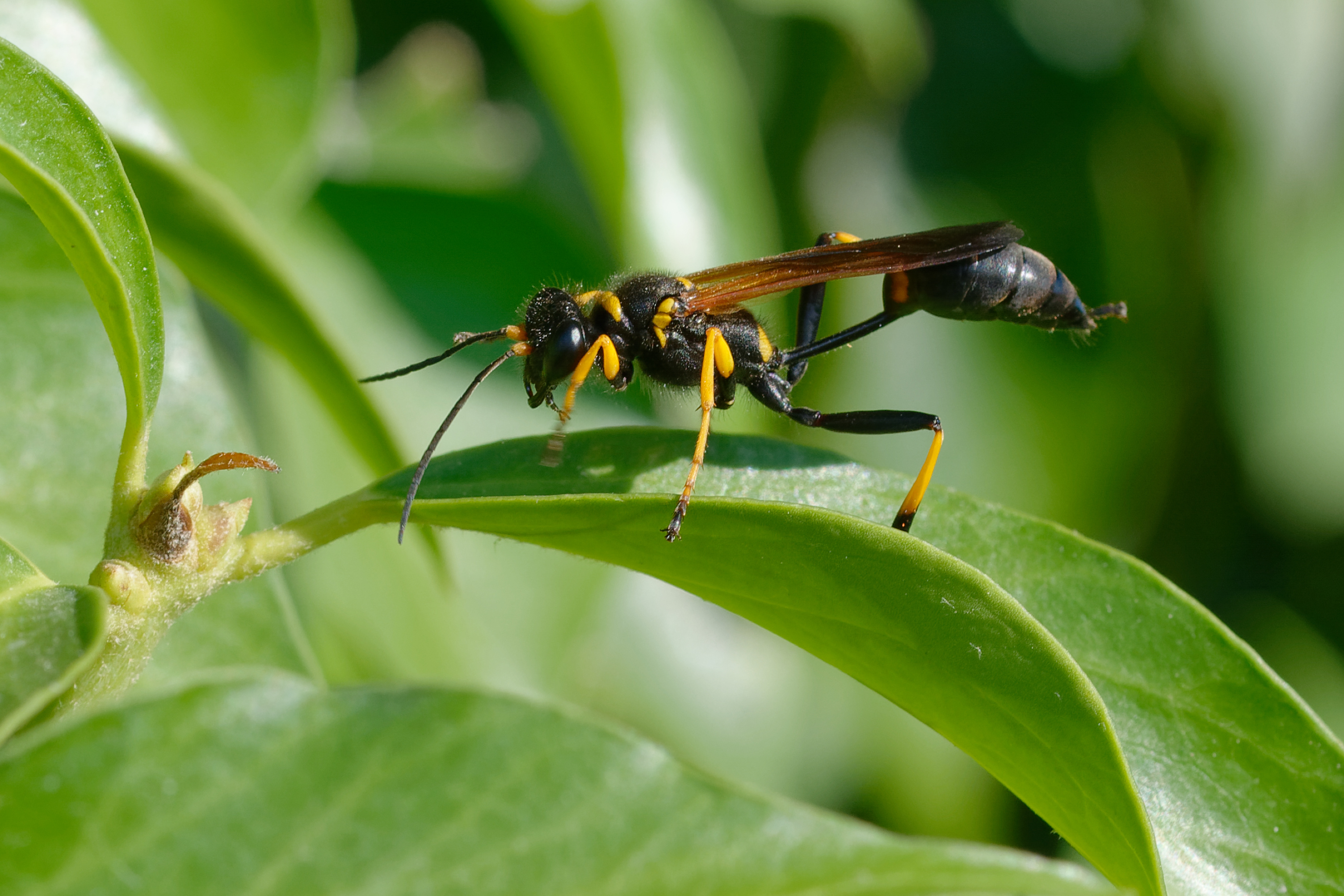 A maud dauber wasp - learn about our mud dauber exterminator services.