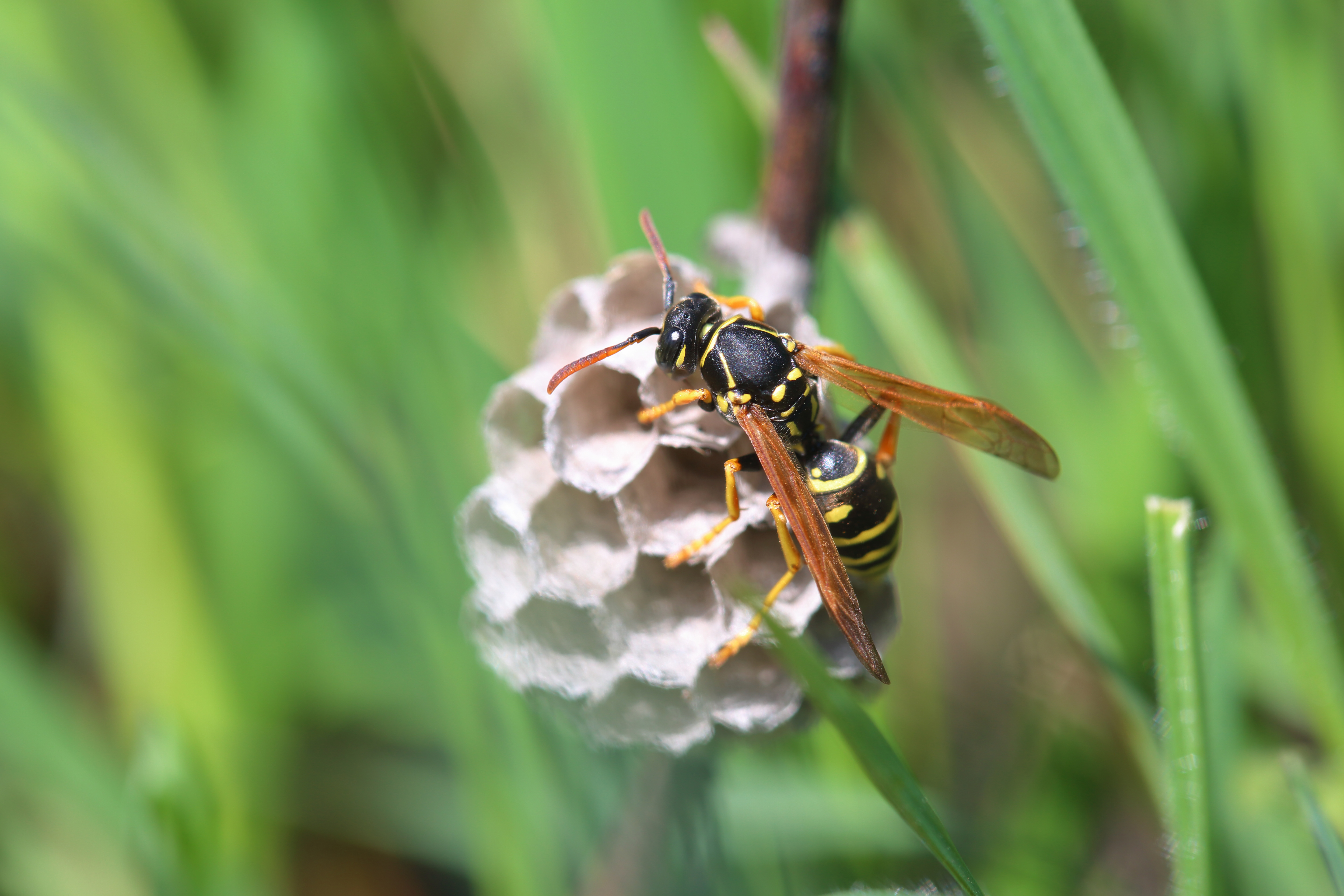 A close up image of a bee building its nests - learn how GGA Pest Management is the best wasp exterminator.