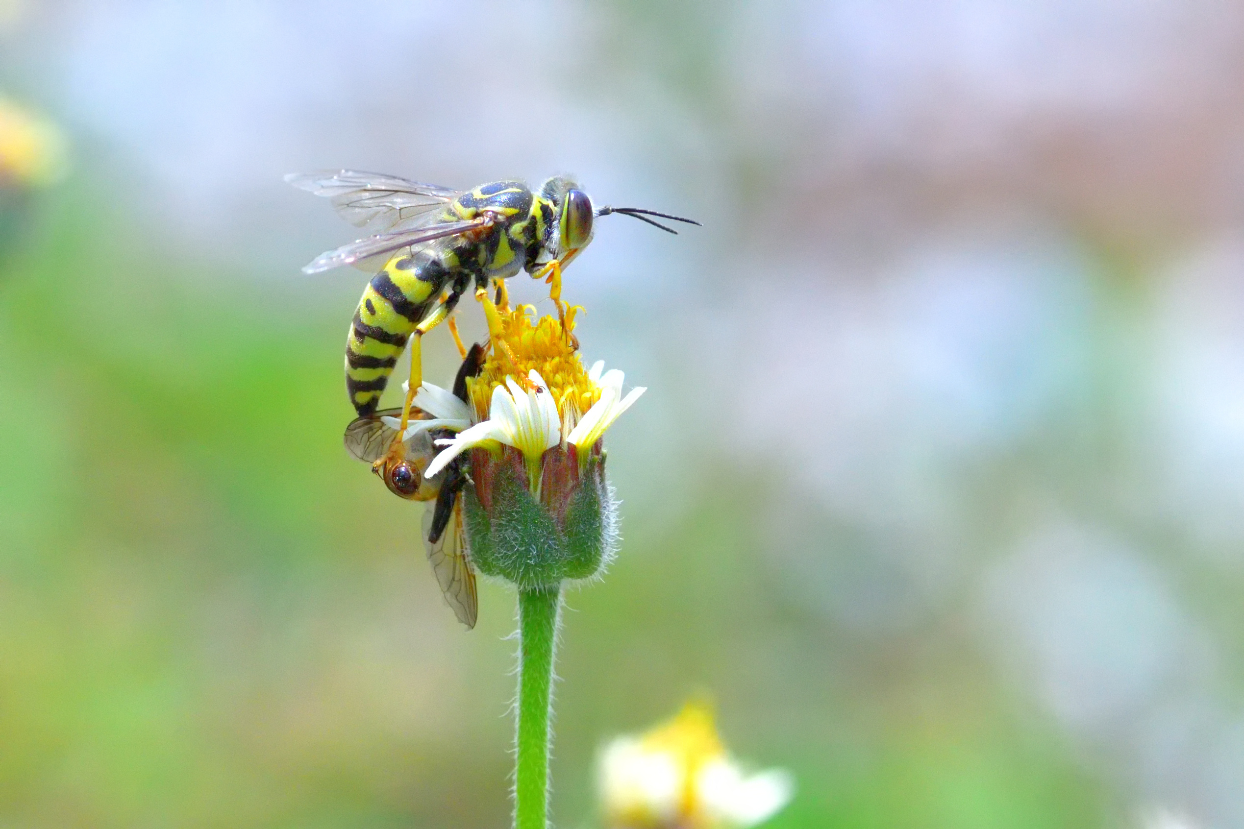 An image of a yellow jacket on a flower - we offer professional yellow jacket removal services in Waco, TX.